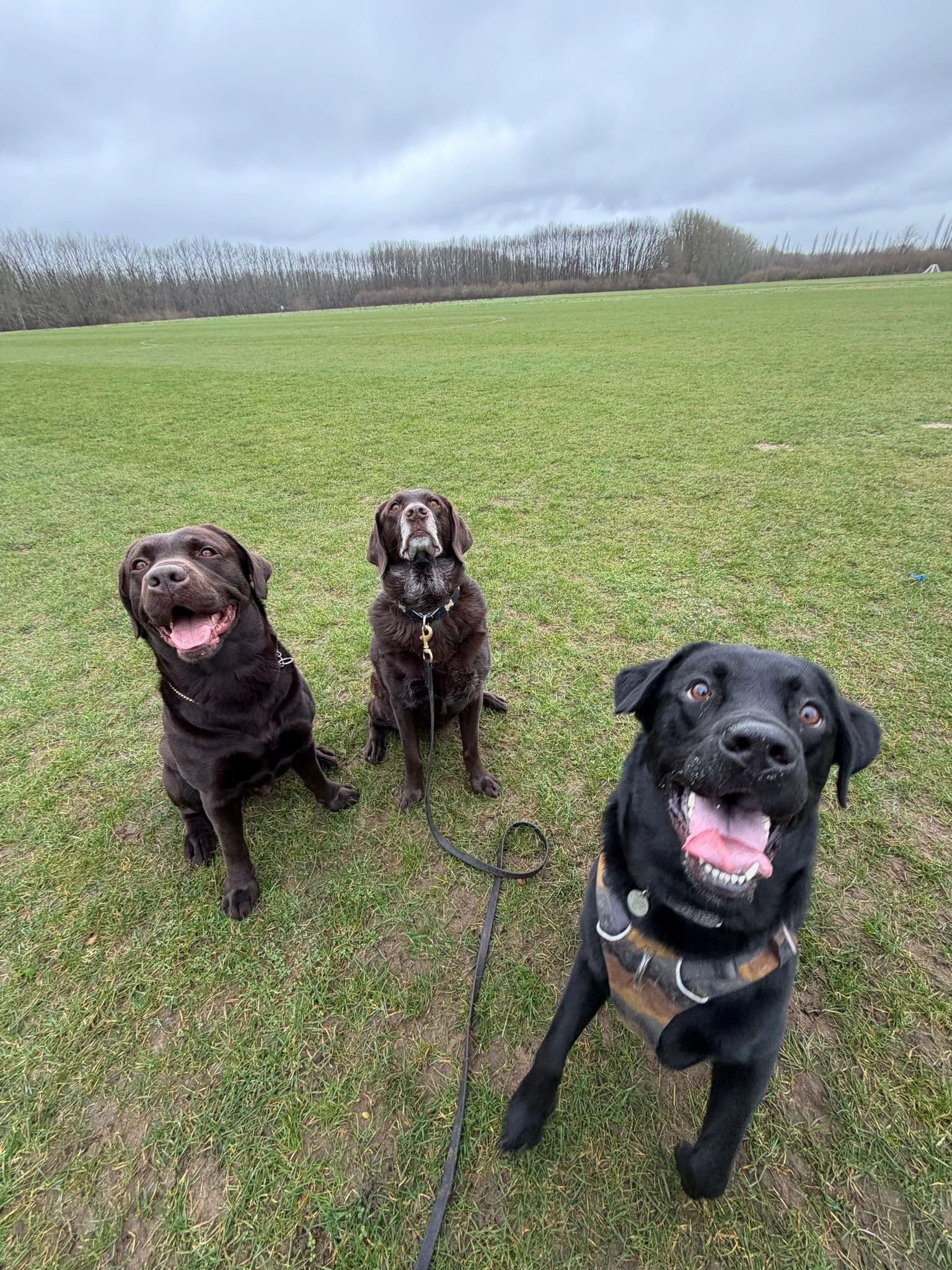 Three dogs sitting on a grassy field under a cloudy sky, looking at the camera.