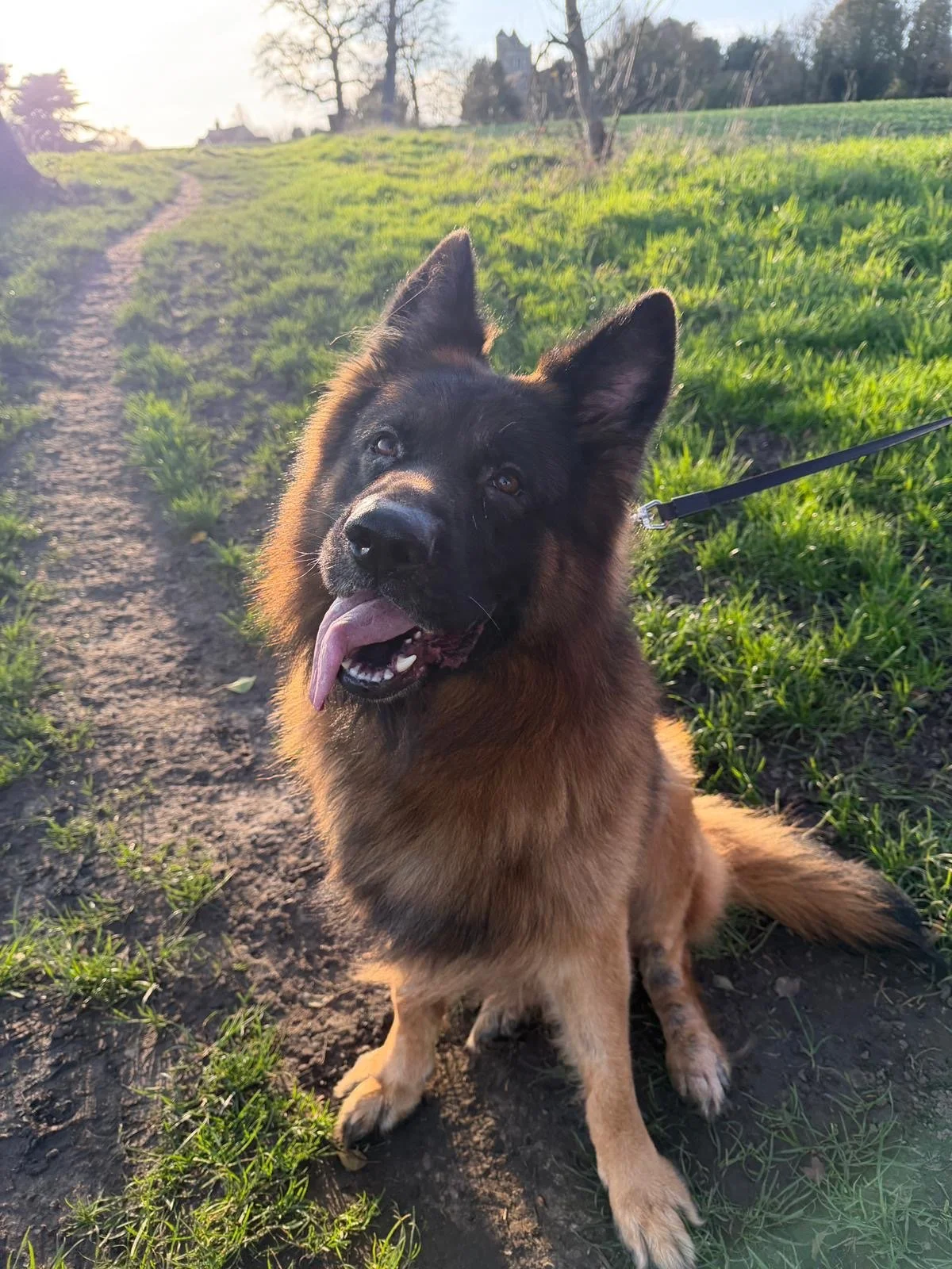 A happy German Shepherd dog sitting on a dirt path in a grassy field with trees and houses in the background during sunset.