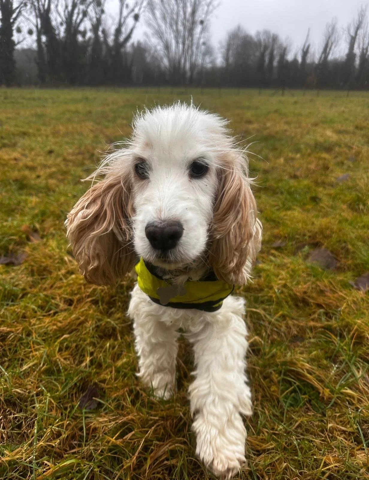 A young white and tan Cocker Spaniel puppy walking toward the camera outdoors on a grassy field.