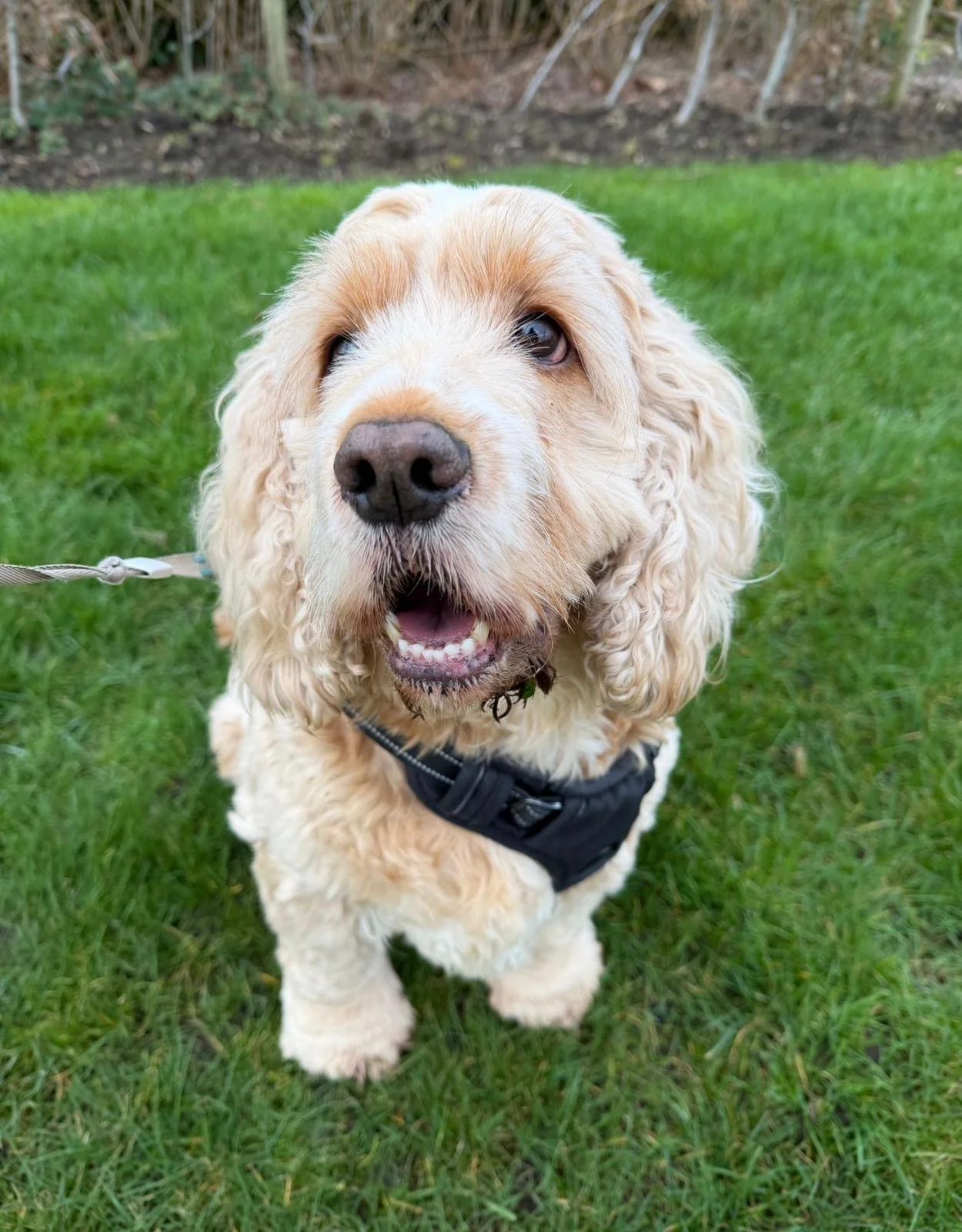 happy dog. dog walker available in Tunbridge kent