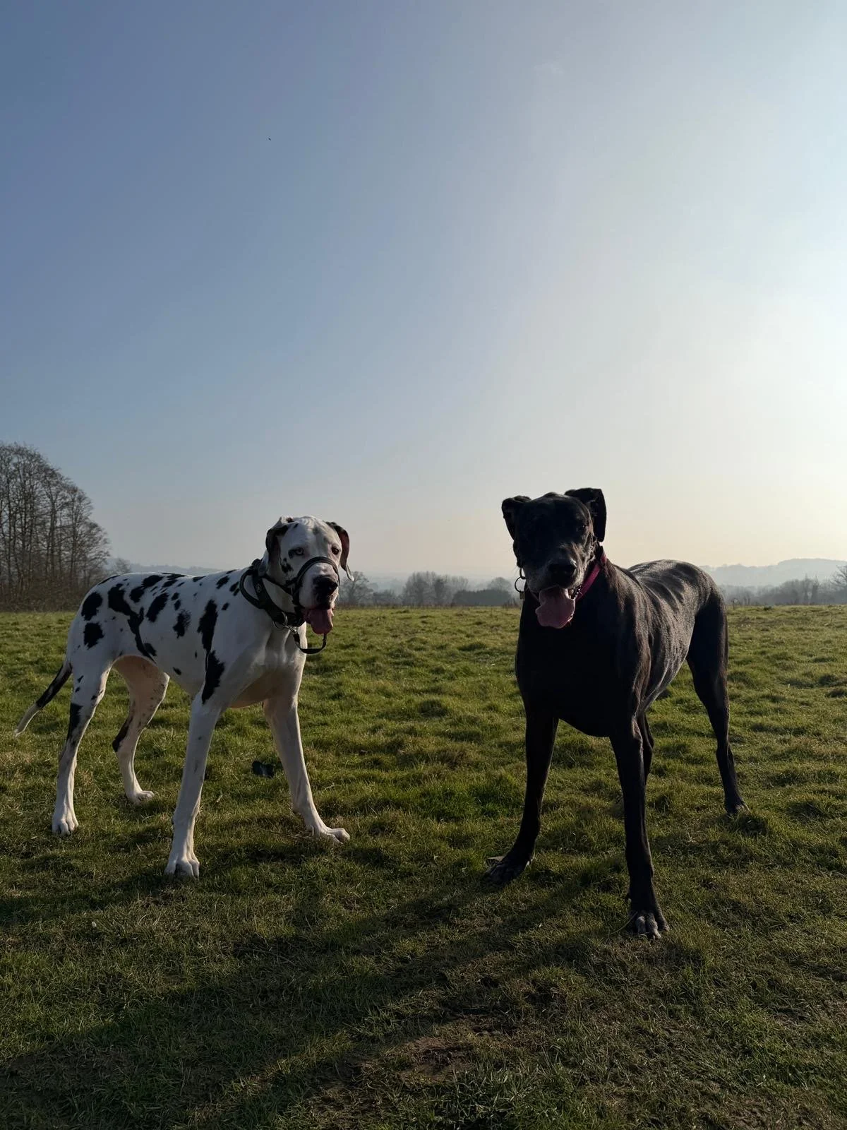 pet sitter for big dogs