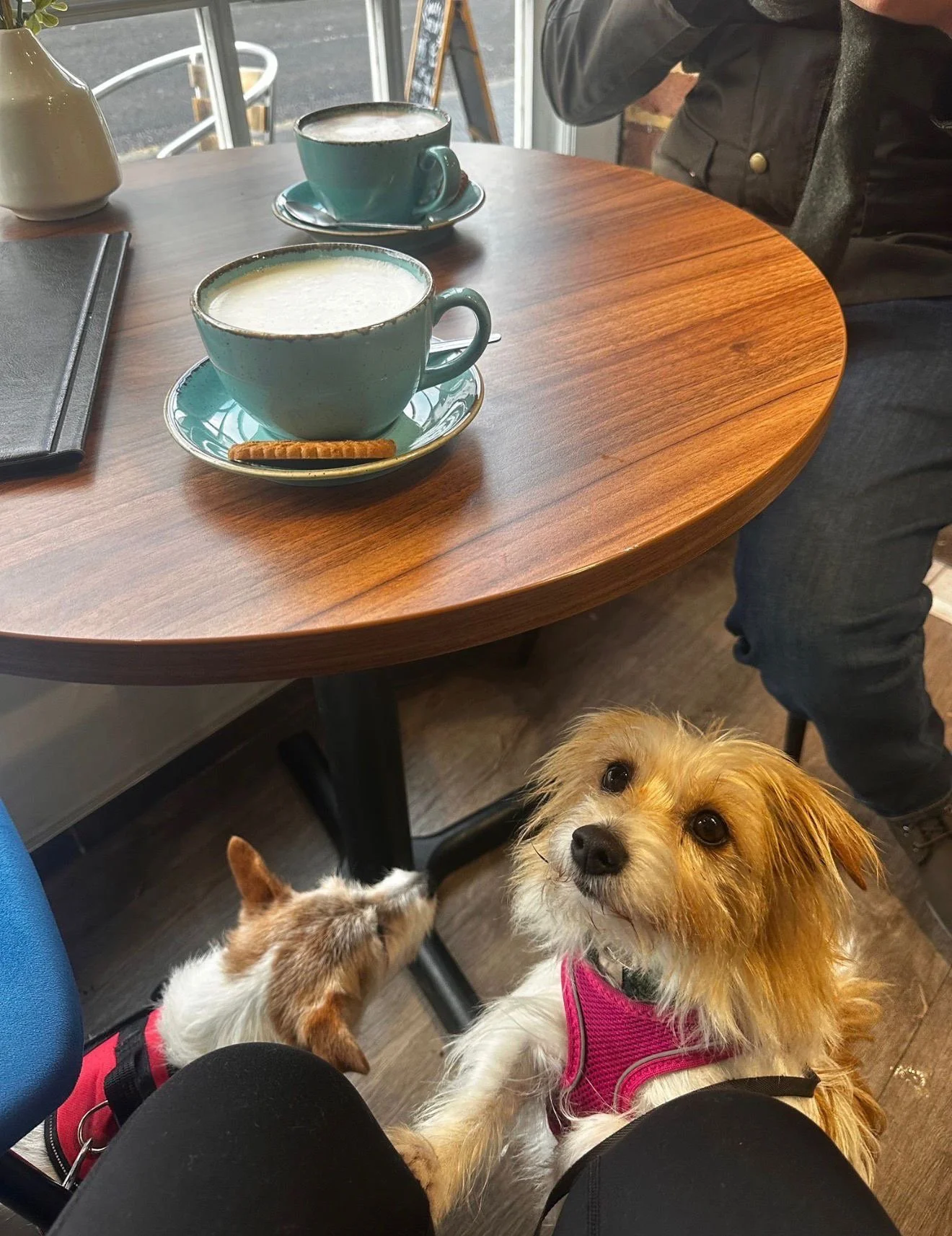 dog sitter during work day