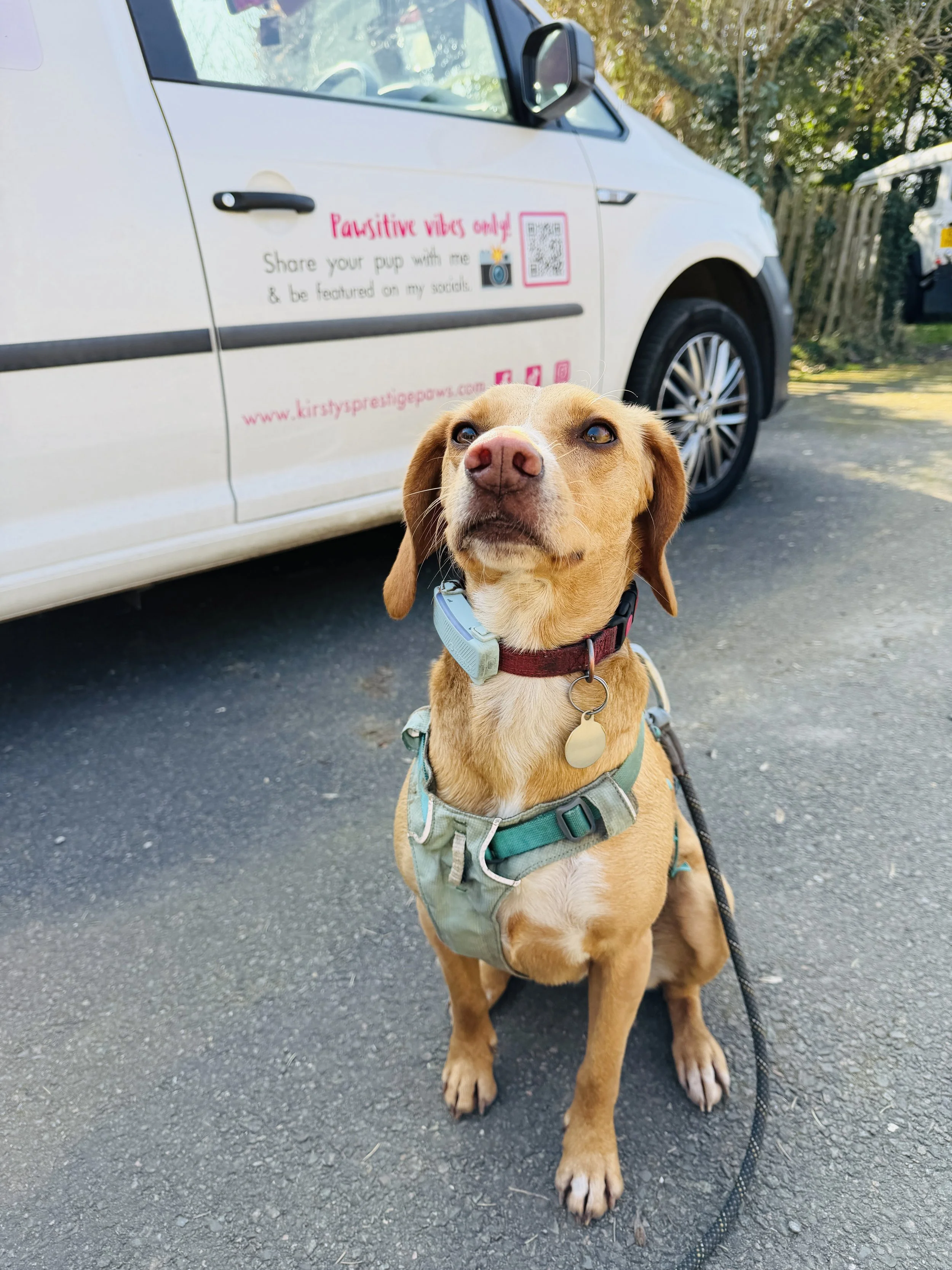 reliable dog walker available in West Malling. tonbridge pet sitter