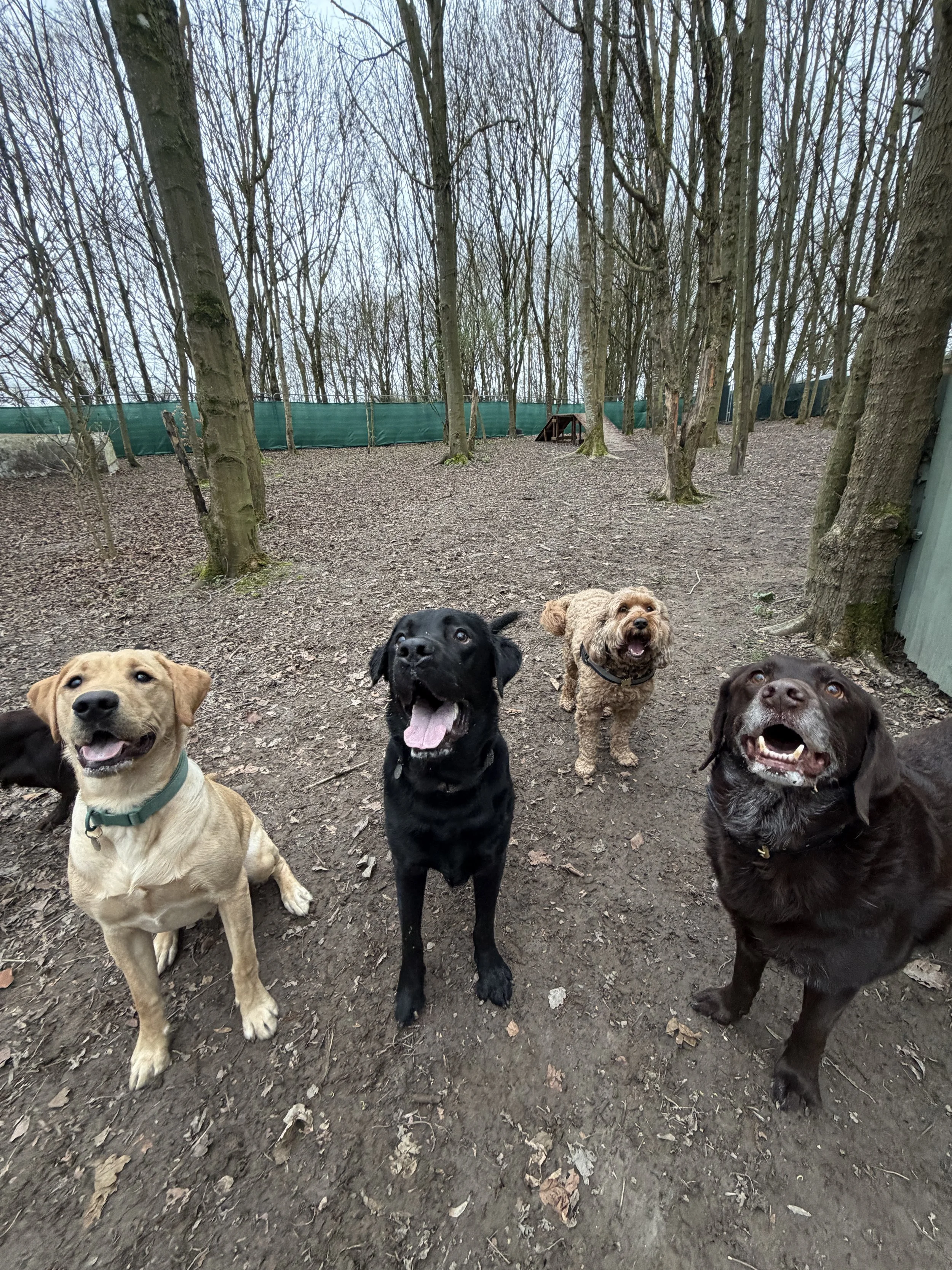 off lead dog walking sessions. secure field for dog walking. Logan's woodland pet park. Manor Park West Malling for dog walking