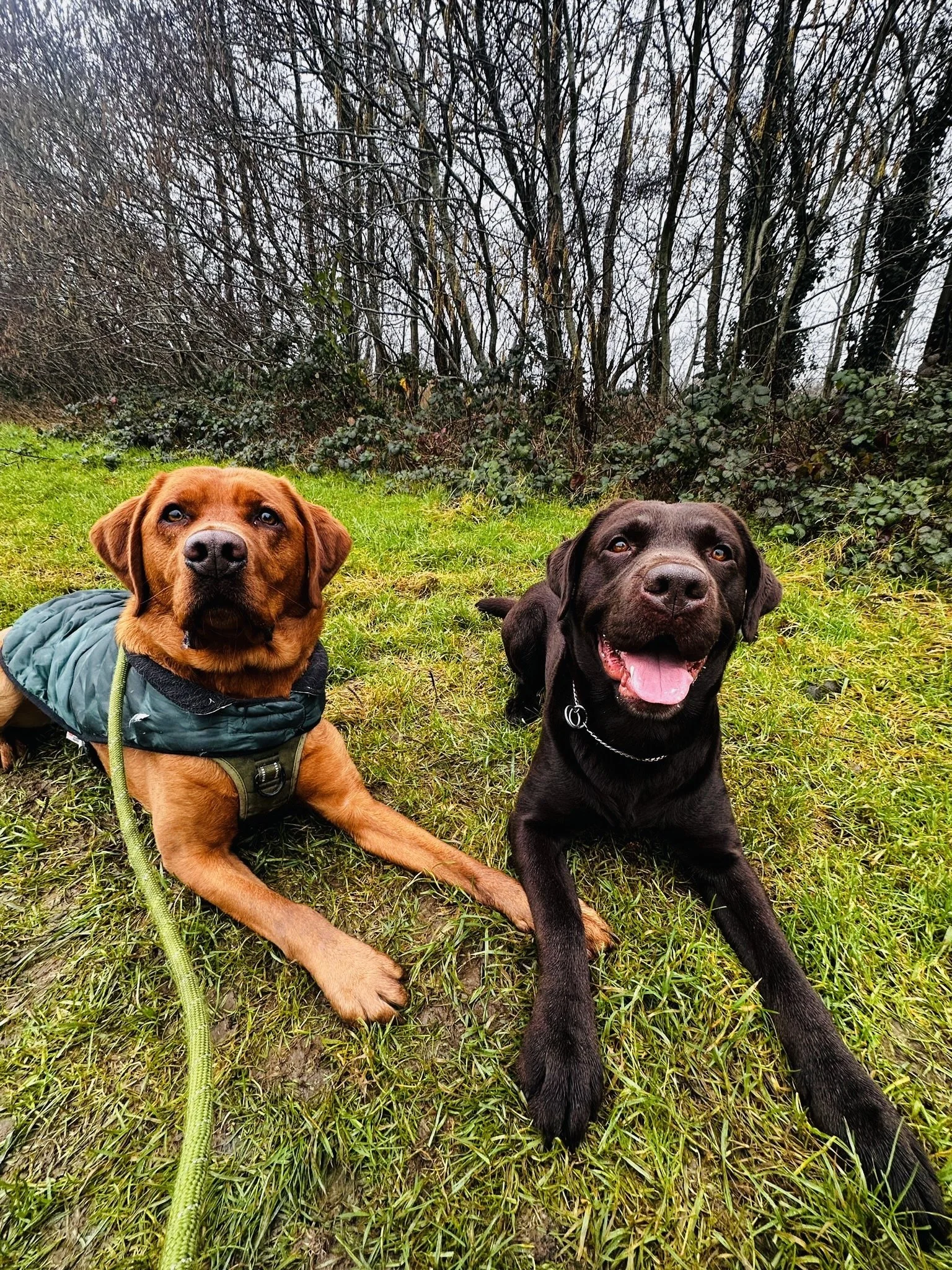 general dog care services and walking in west malling. on lead dog walker near me kent