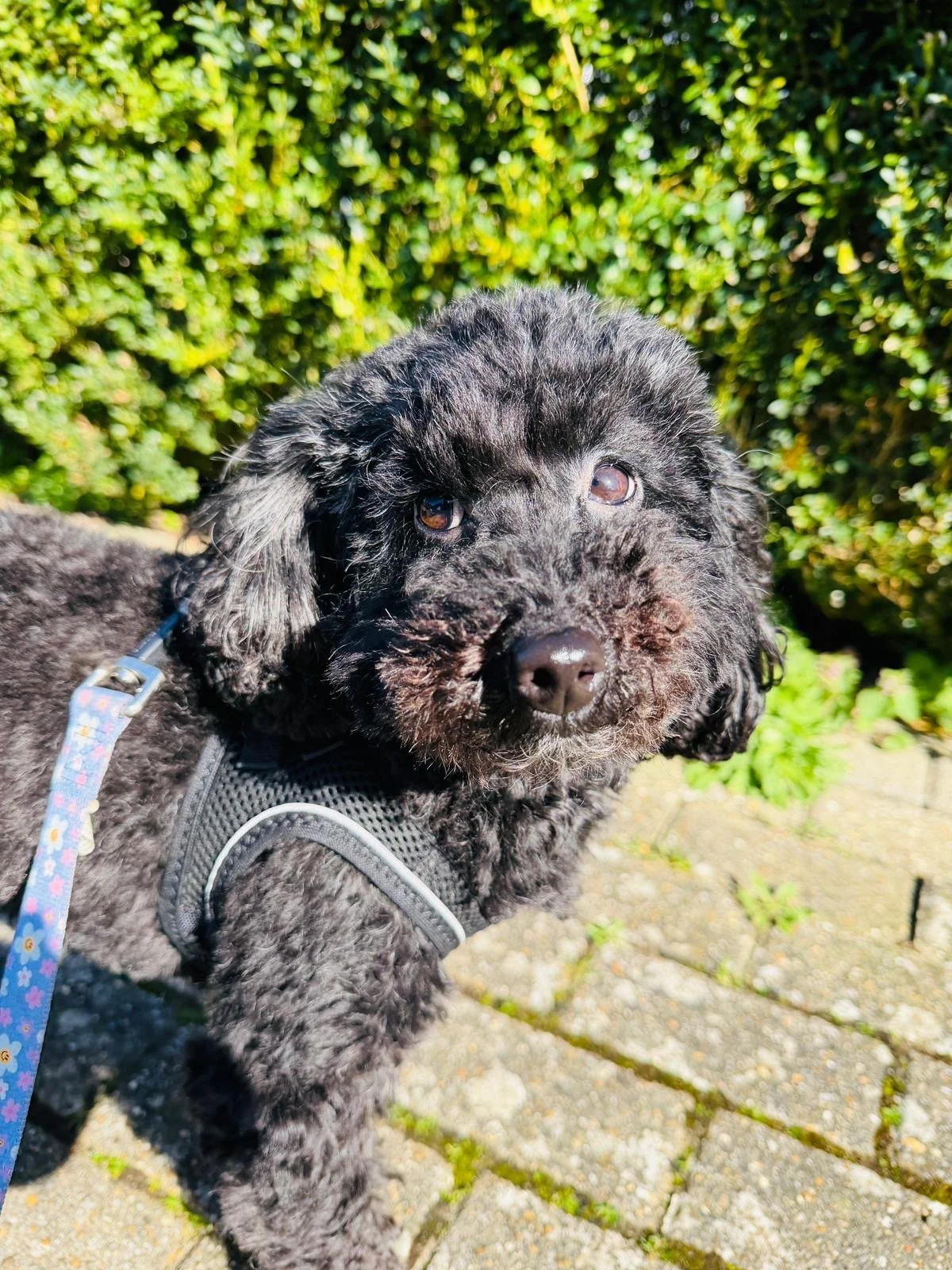 Close-up of a small black curly-haired puppy with floppy ears sitting outdoors on a brick pathway, with green bushes in the background.
