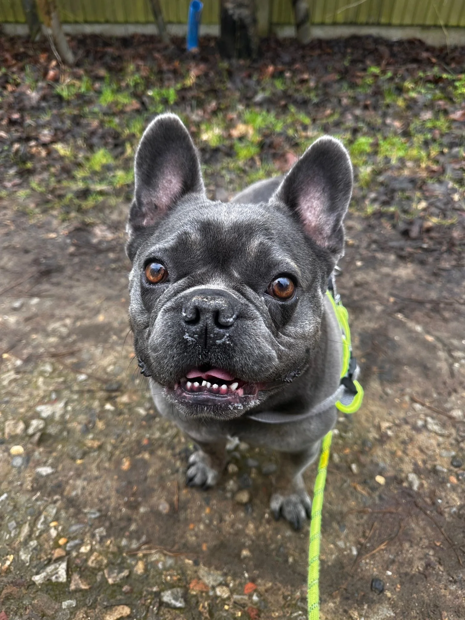 A French Bulldog standing outdoors on a dirt and gravel surface, looking up at the camera with an open mouth, showing small teeth, and wearing a neon harness connected to a green leash.