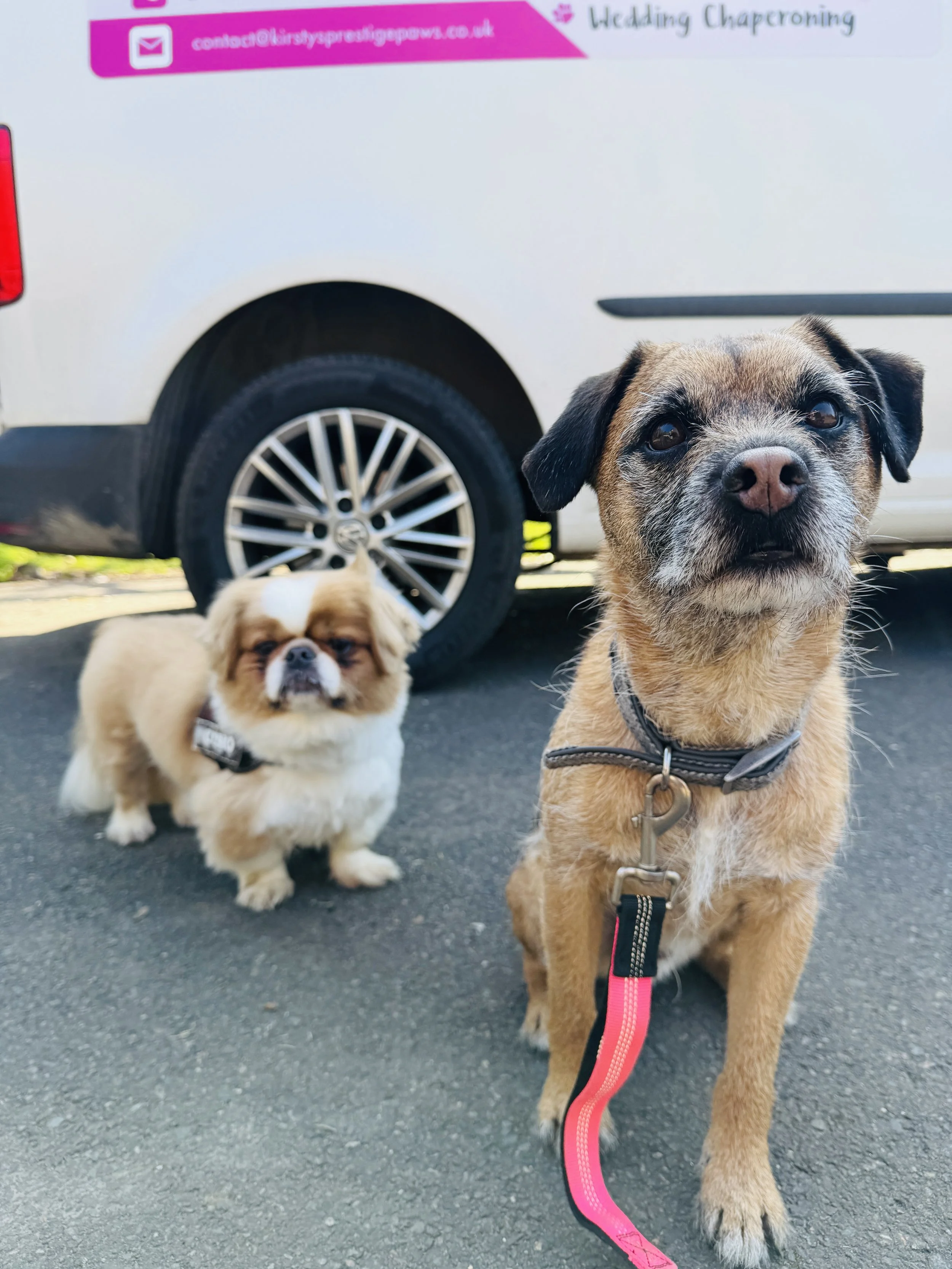 duo dog walking services. dog socialisation pet sitter. dog walker for small dogs near me kent