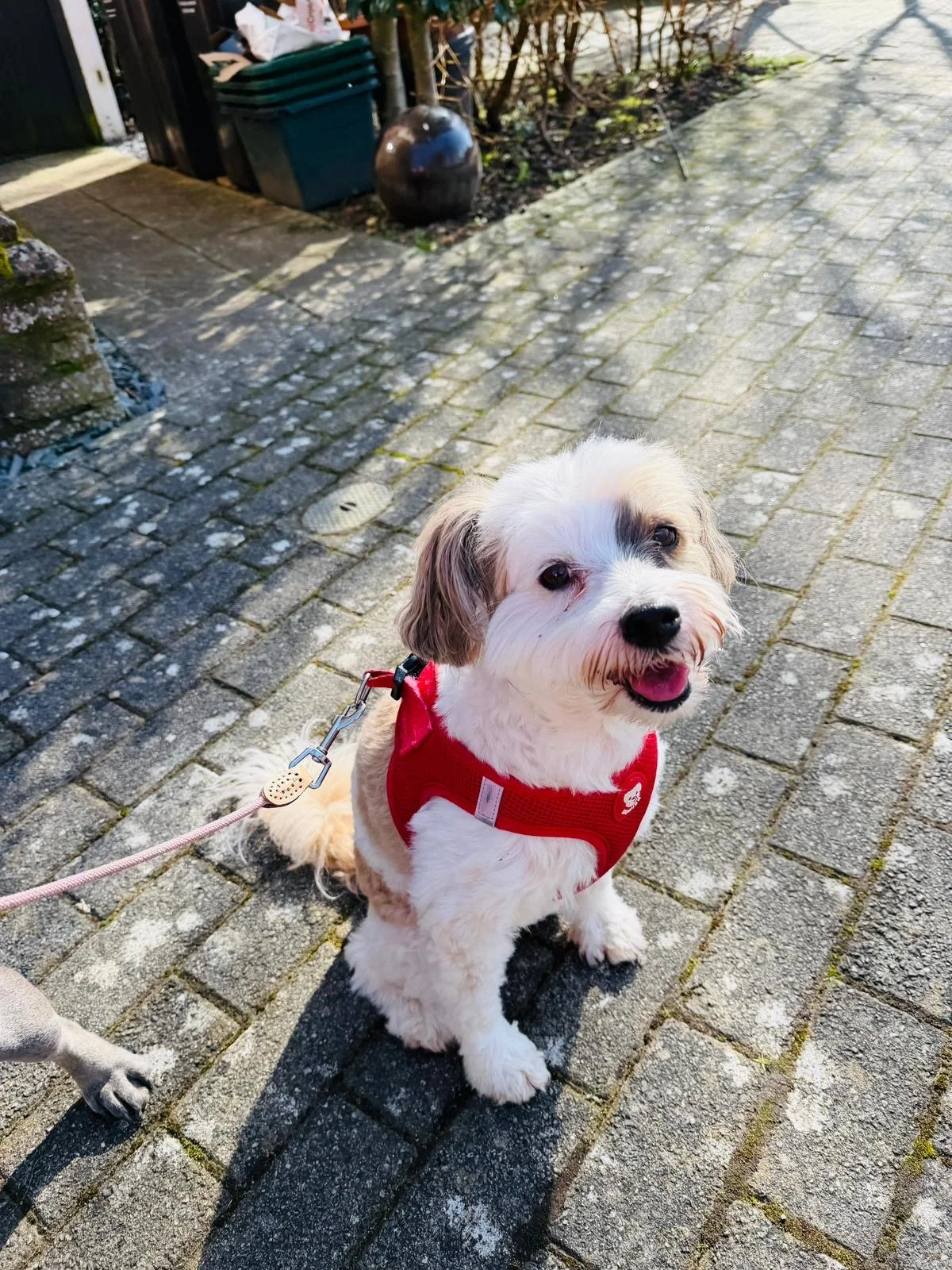Cute white dog with brown ears sitting on a paved sidewalk, wearing a red harness, looking at the camera with an open mouth and tongue slightly out, sunny day
