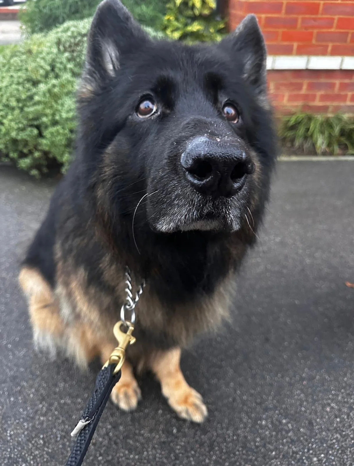 Close-up of a black and tan dog, likely a German Shepherd, on a leash outdoors on a pavement with bushes and a brick wall in the background.