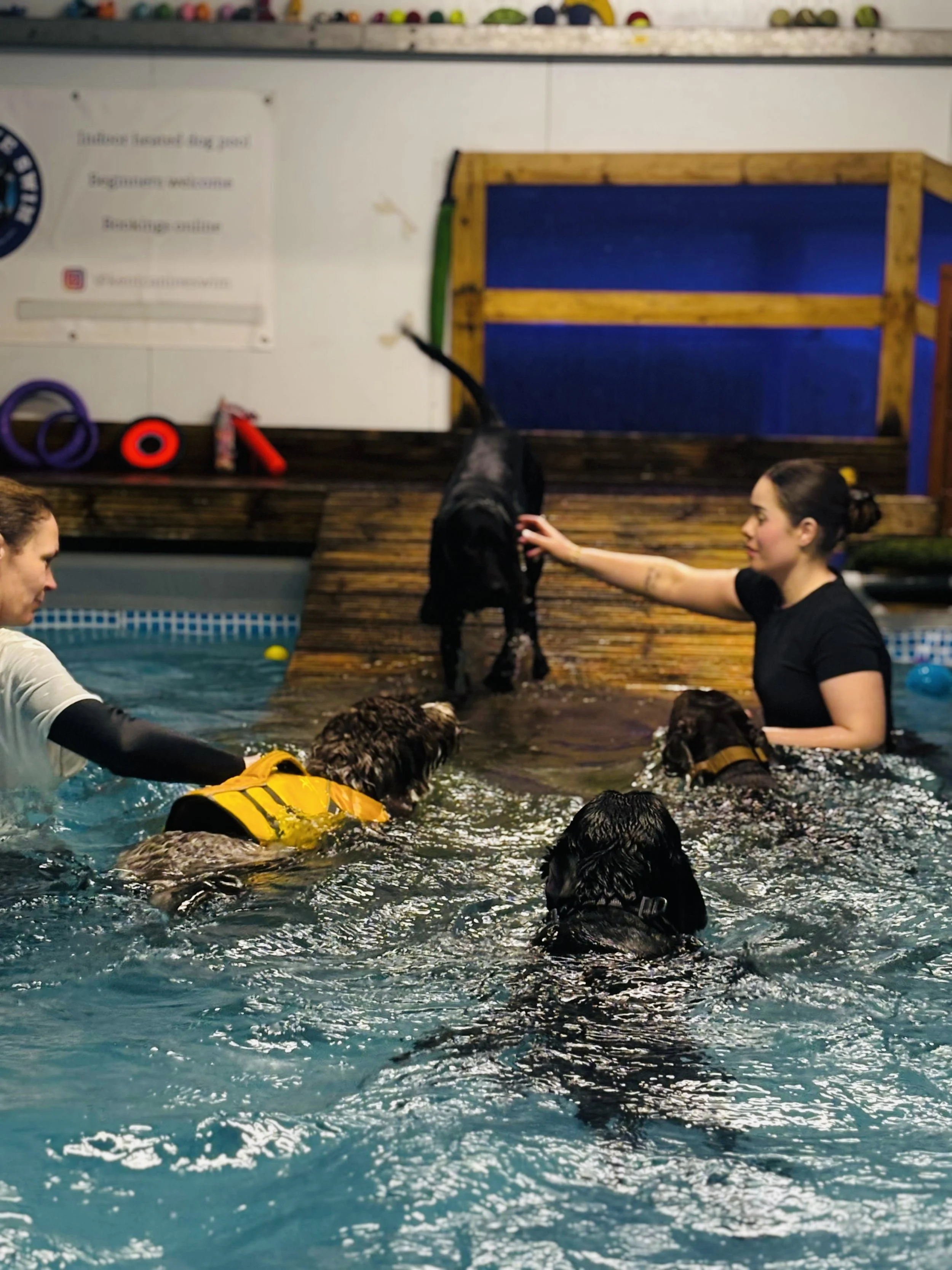 leybourne dog walker. dog swimming lessons. dog walker for hyper dogs.