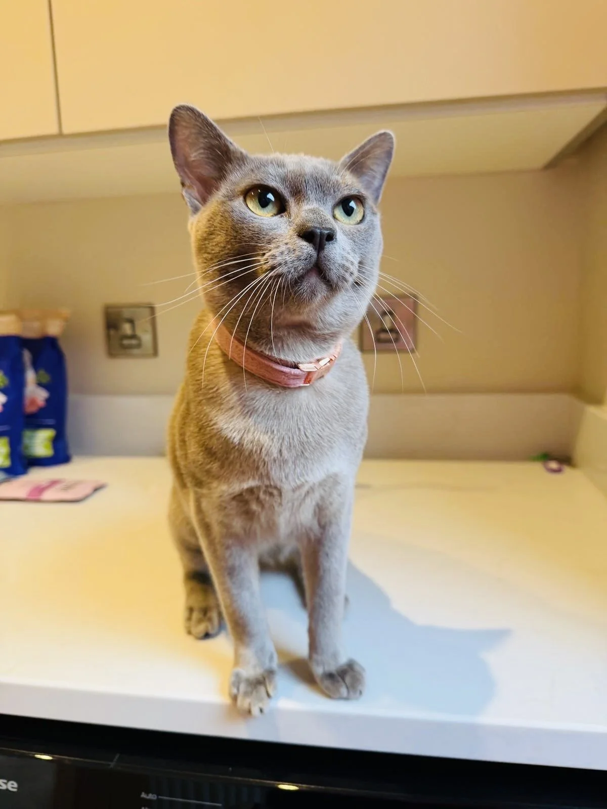 cat sitter. pet sitter to visit during the day. 