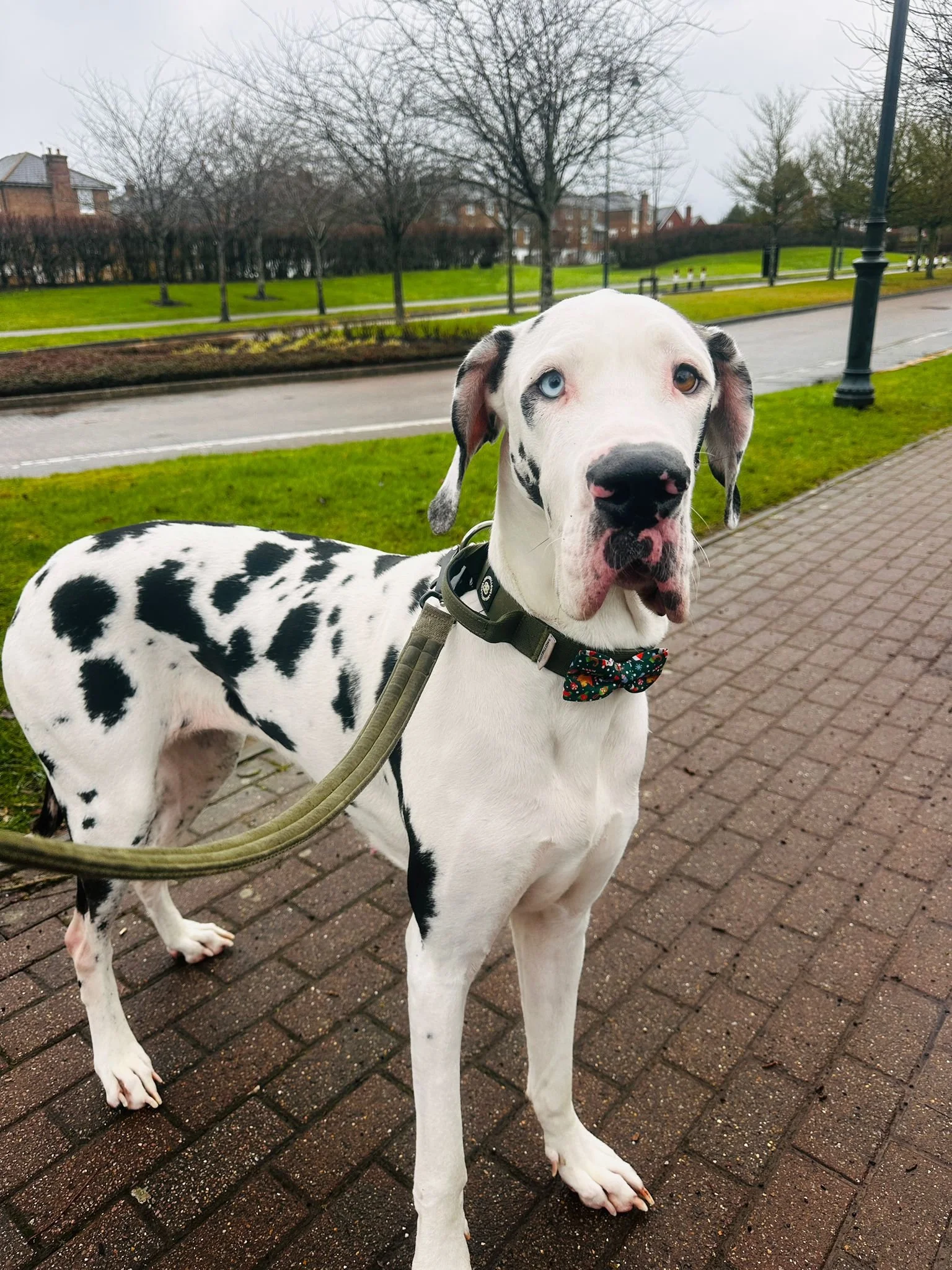 dog walker for big hyper dogs. pet sitter during the day. holiday pet sitter to come to my house.