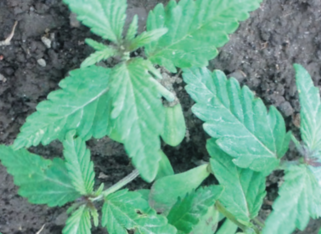 Fiber Hemp Production Short Course