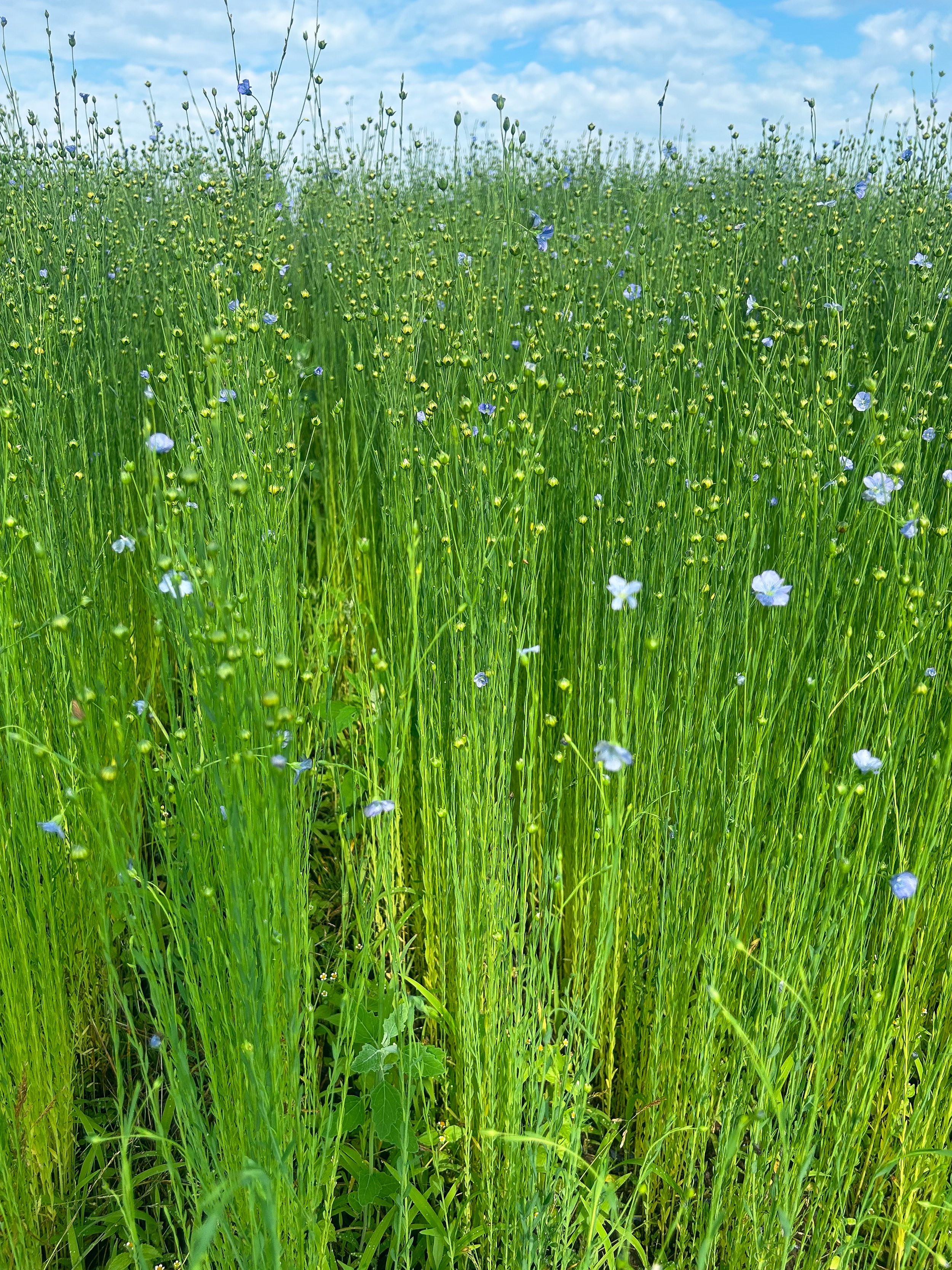 Flax Meitheal Harvest Celebration