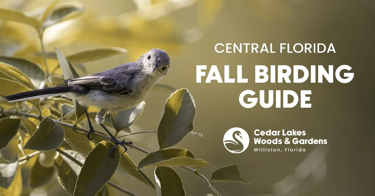 Central Florida Fall Birding Guide