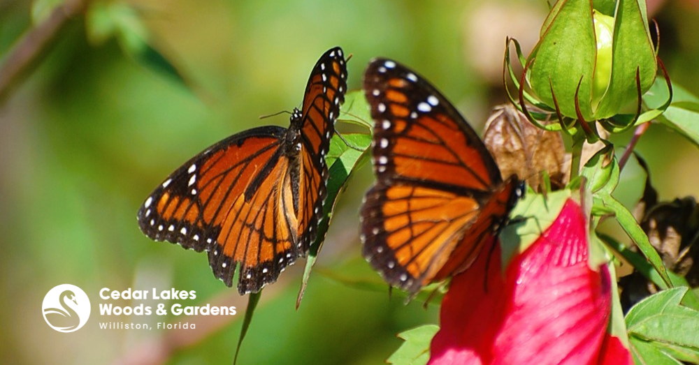 The Oasis That Buzzes: Celebrating National Pollinator Week at Cedar Lakes