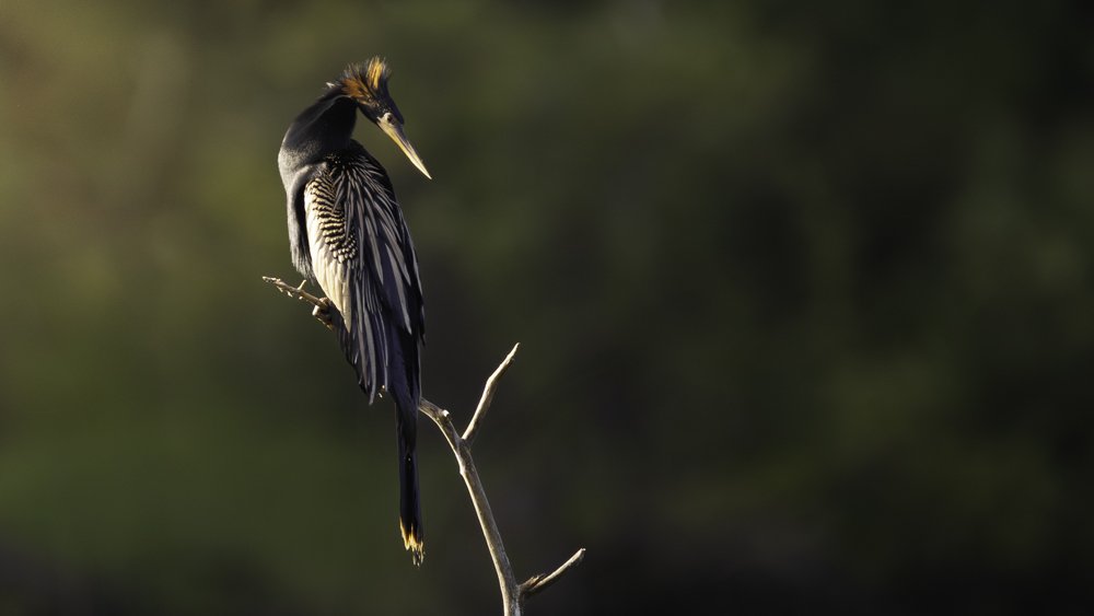 anhinga on a branch of a dead tree