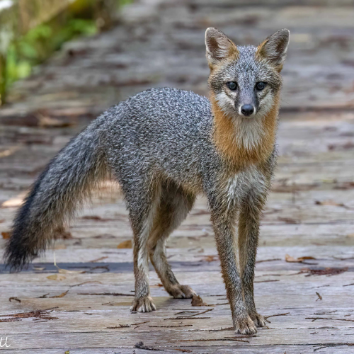 Grey Fox