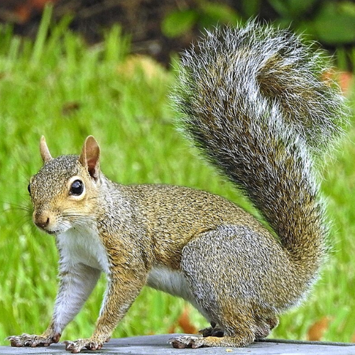 Eastern Gray Squirrel