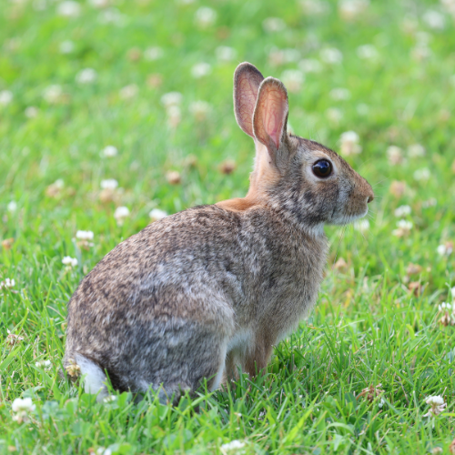 Eastern Cottontail