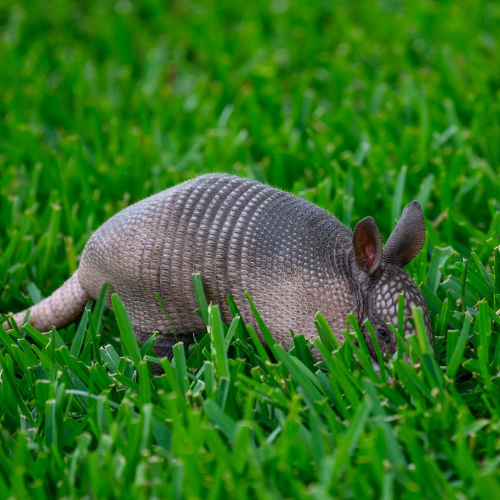 Nine-banded Armadillo