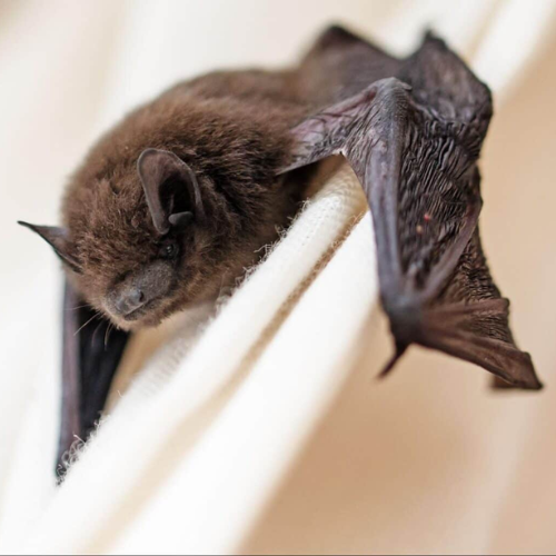 Colonial Bats