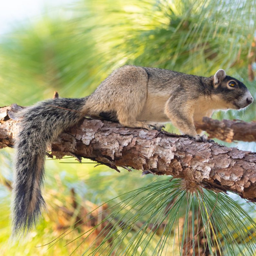 Shermans Fox Squirrel