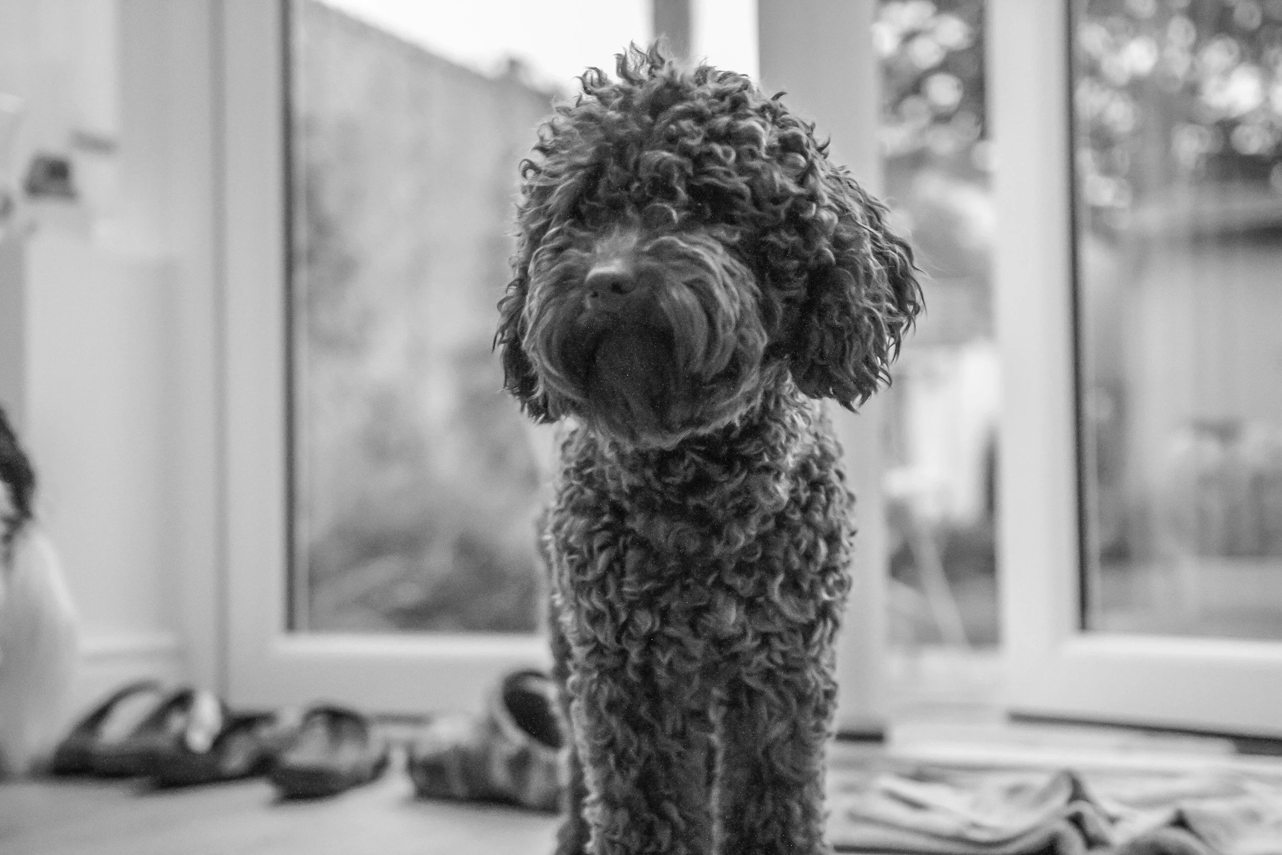Black and white photo of a curly-haired dog standing indoors near a glass window.