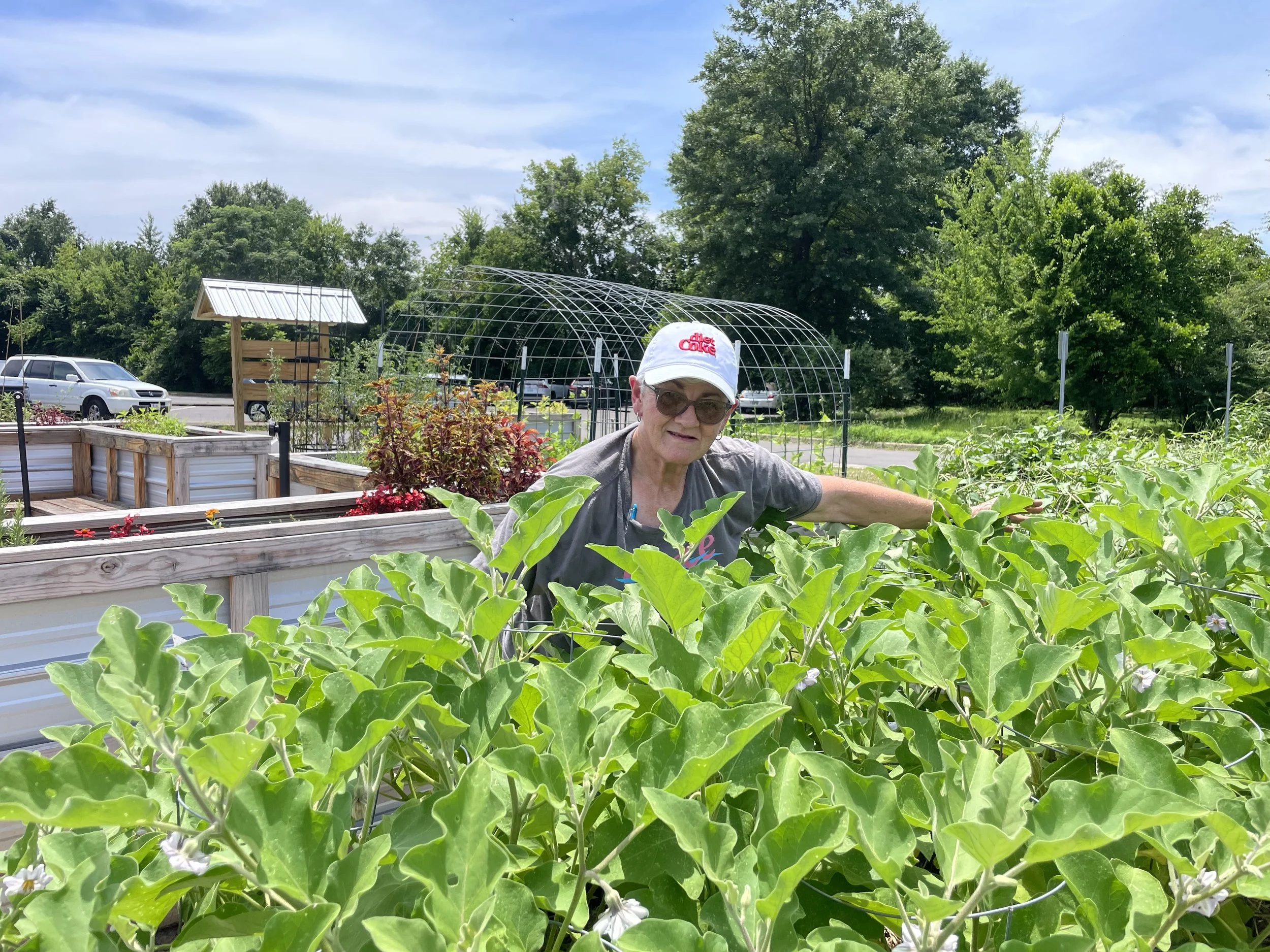 An elderly woman wearing sunglasses, a white baseball cap with red lettering, and a gray t-shirt is tending to green leafy plants in a garden with raised wooden beds. There are trees and parked cars in the background under a partly cloudy sky.