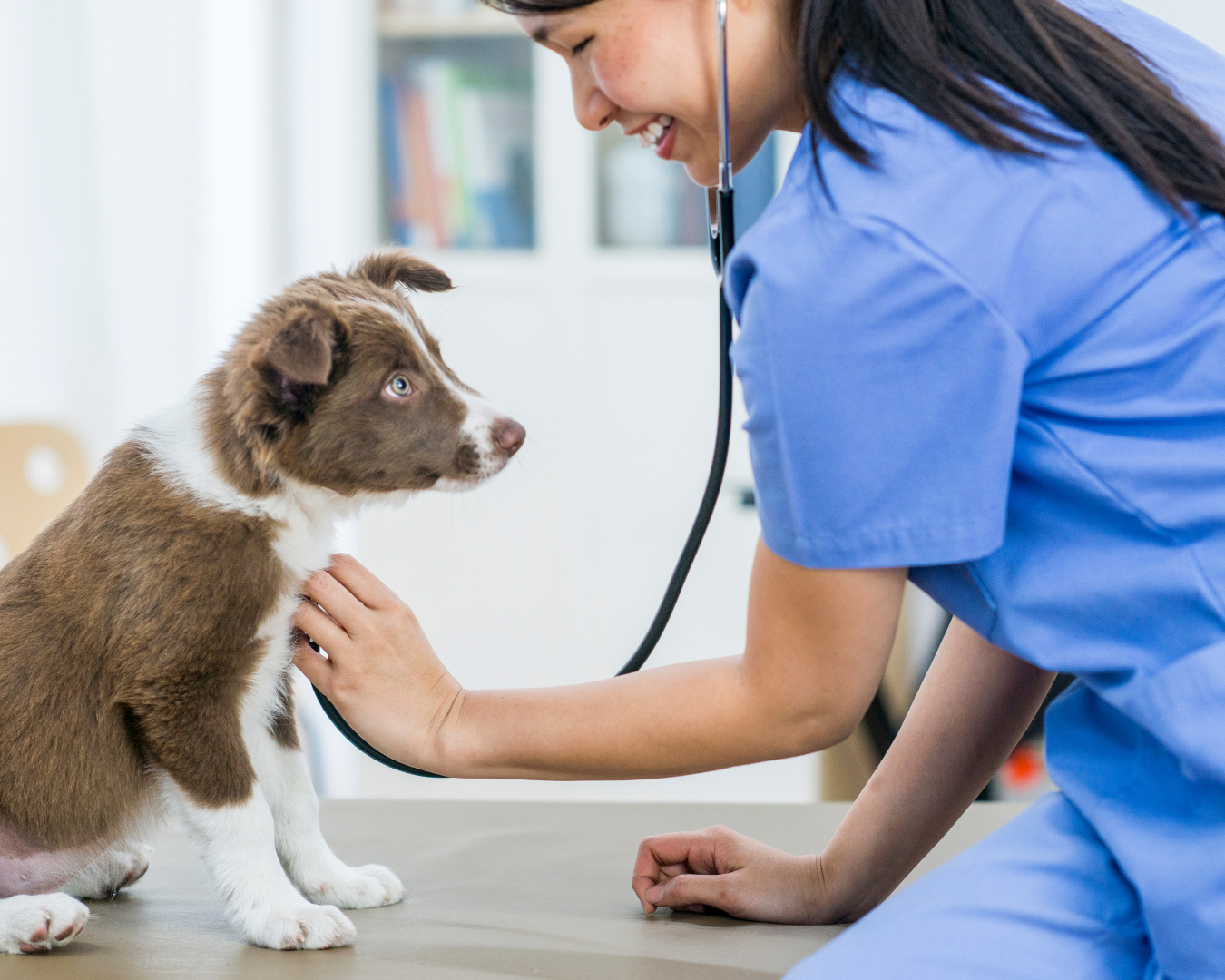 The Definitive Guide to Selling a Veterinary Business in Florida