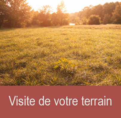 Open grassy field with trees in the background and sunlight shining through.