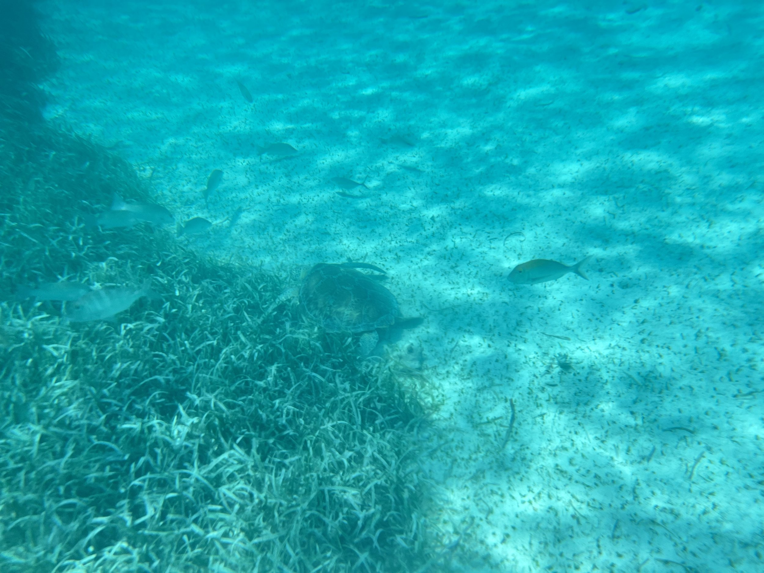 Clear blue water with a sea turtle swimming away from the camera, with a fish surrounding the turtle in all directions.