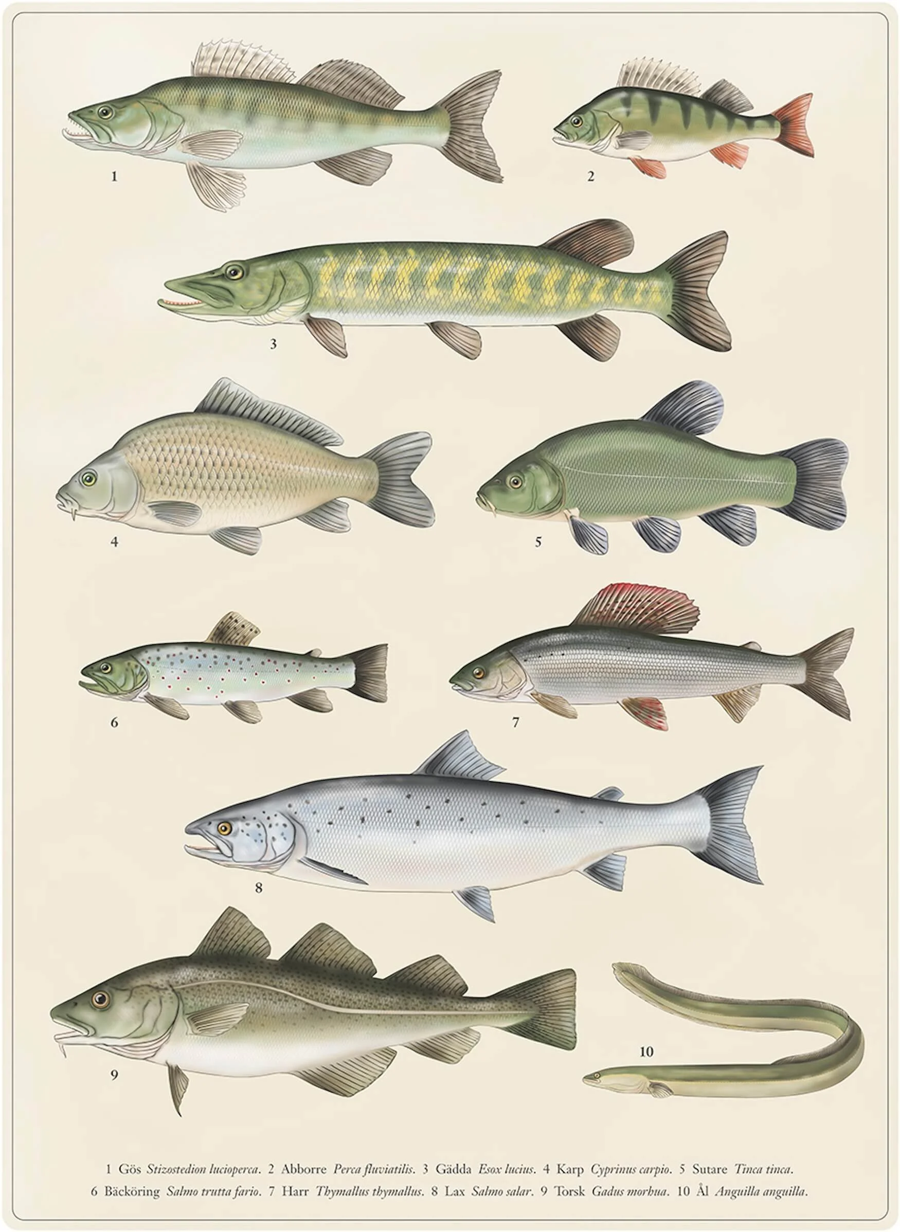 Illustration of ten different fish species, each numbered and labeled in an ichthyology chart.