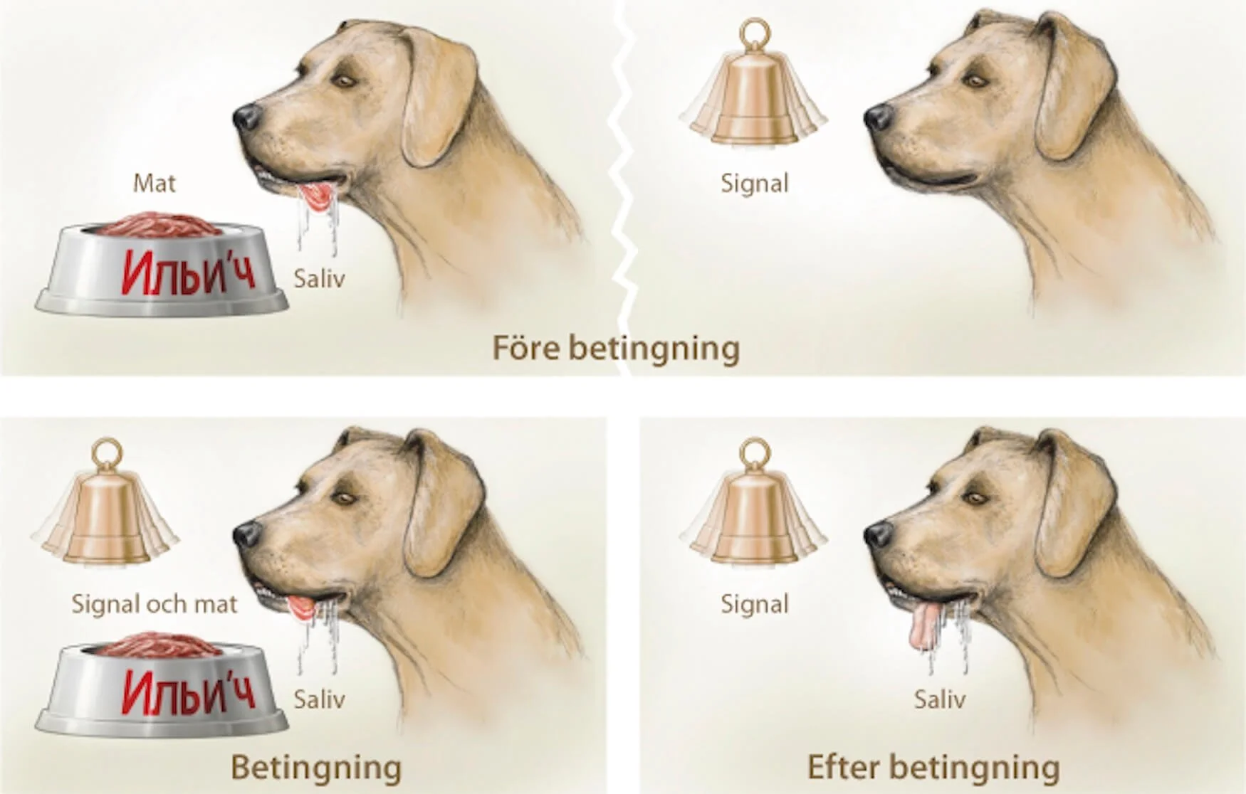 A four-panel comic showing a dog watching a bowl of meat and saliva, with a bell signaling the dog to beg. In the first panel, before betting, the dog looks at the bowl with a bell above and a label on the bowl. In the second panel, the bell rings, signaling the dog, which drools and looks at the bowl. In the third panel, the bell rings and the bowl is presented alongside a piece of meat, and the dog drools and looks at the bowl. In the fourth panel, after betting, the dog salivates with its tongue out while looking at the bowl.]