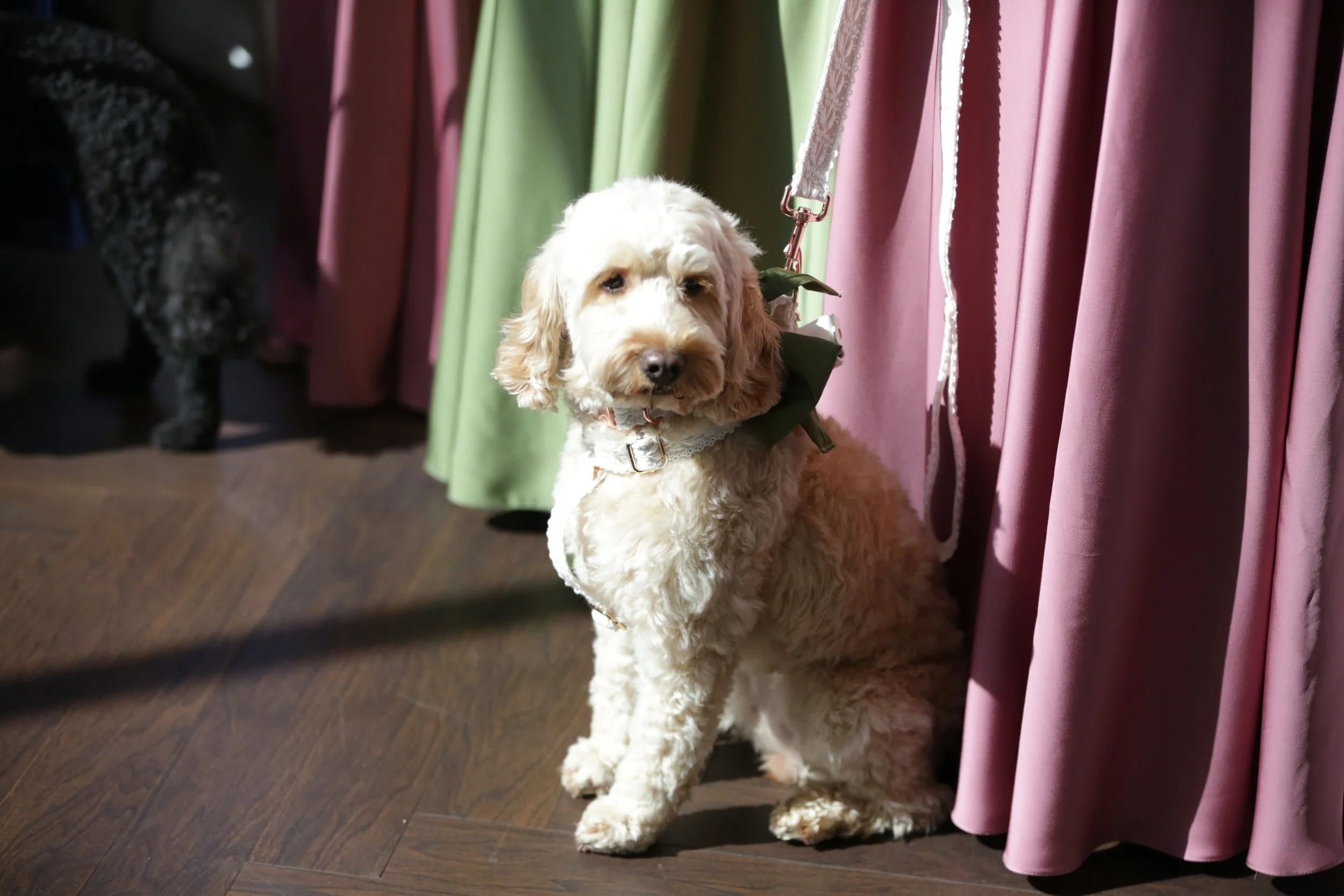 A cream-colored curly-haired dog sitting on a wooden floor, looking at the camera at a wedding, next to pink and green curtains. Wedding photography Scotland, Wedding Venue Scotland. 