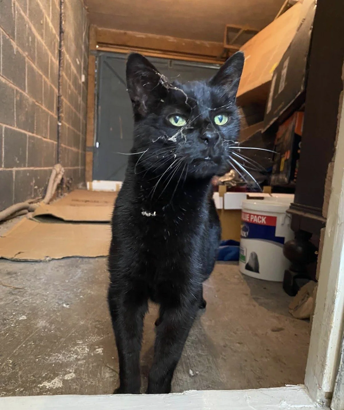 Welcome to Wise Whiskers!