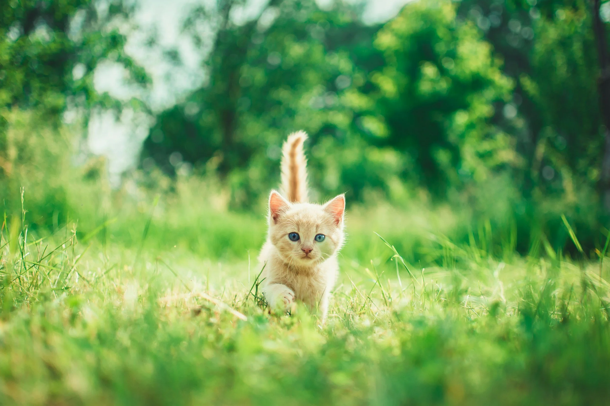 Choosing a Kitten: Behavioural Tips for a Confident, Happy Cat 
