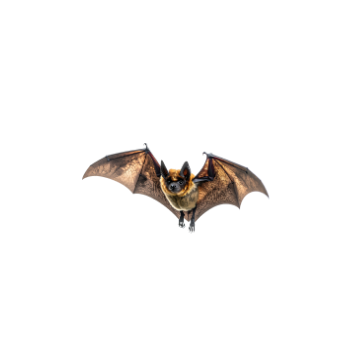 Stop the DC BAT Tax