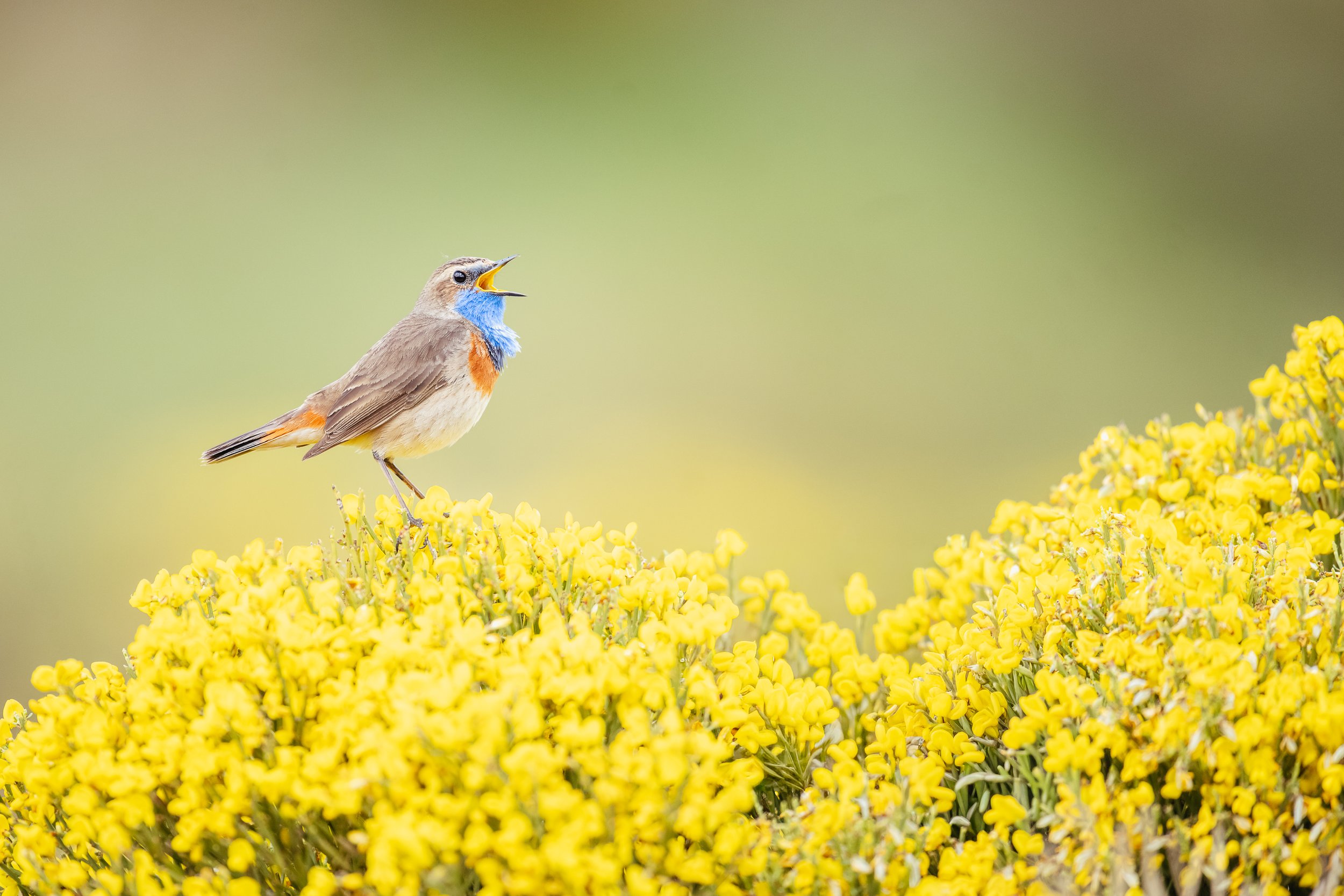 Pájaro con pico abierto posado en flores amarillas.