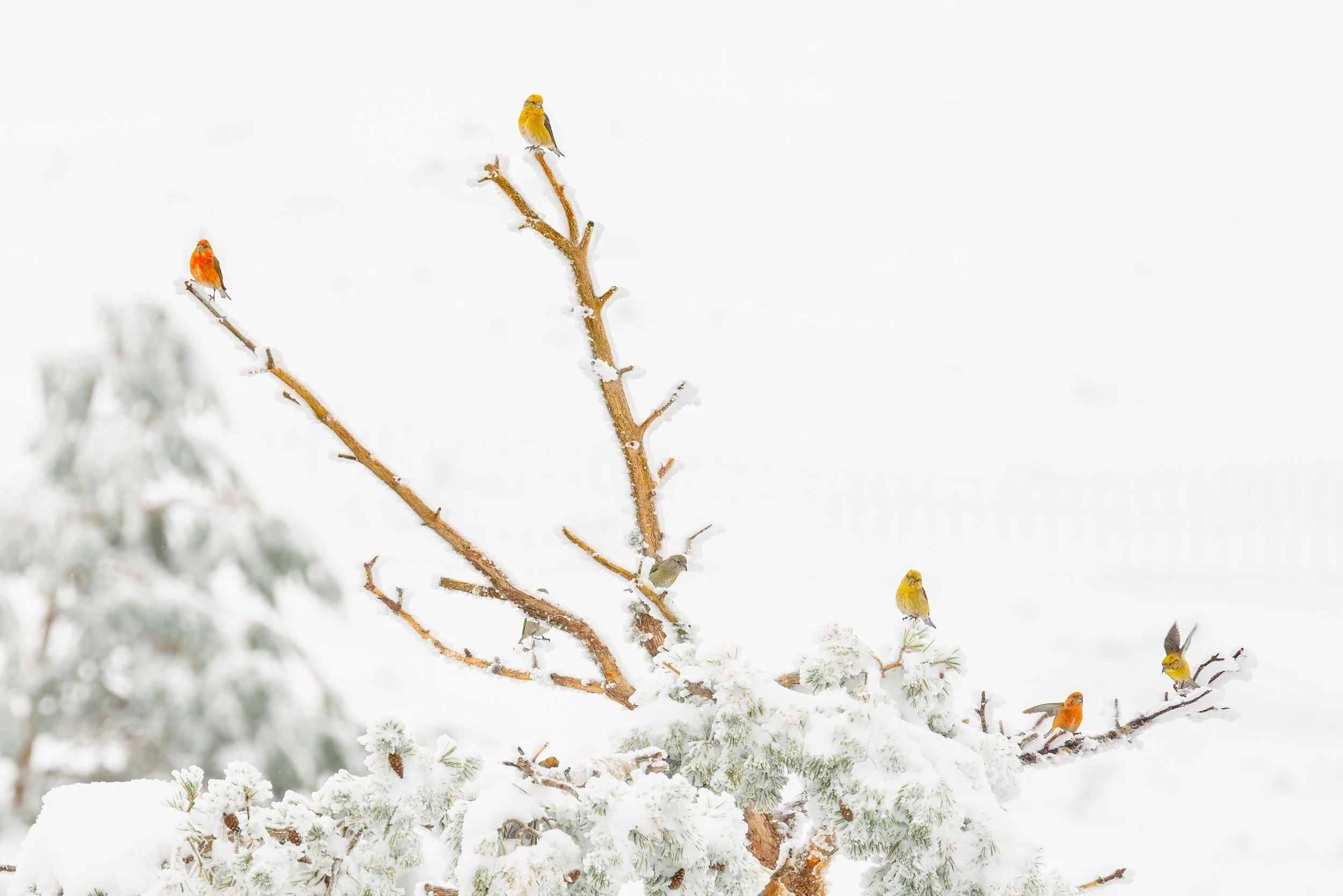 Pájaros de colores en ramas cubiertas de nieve en un paisaje invernal