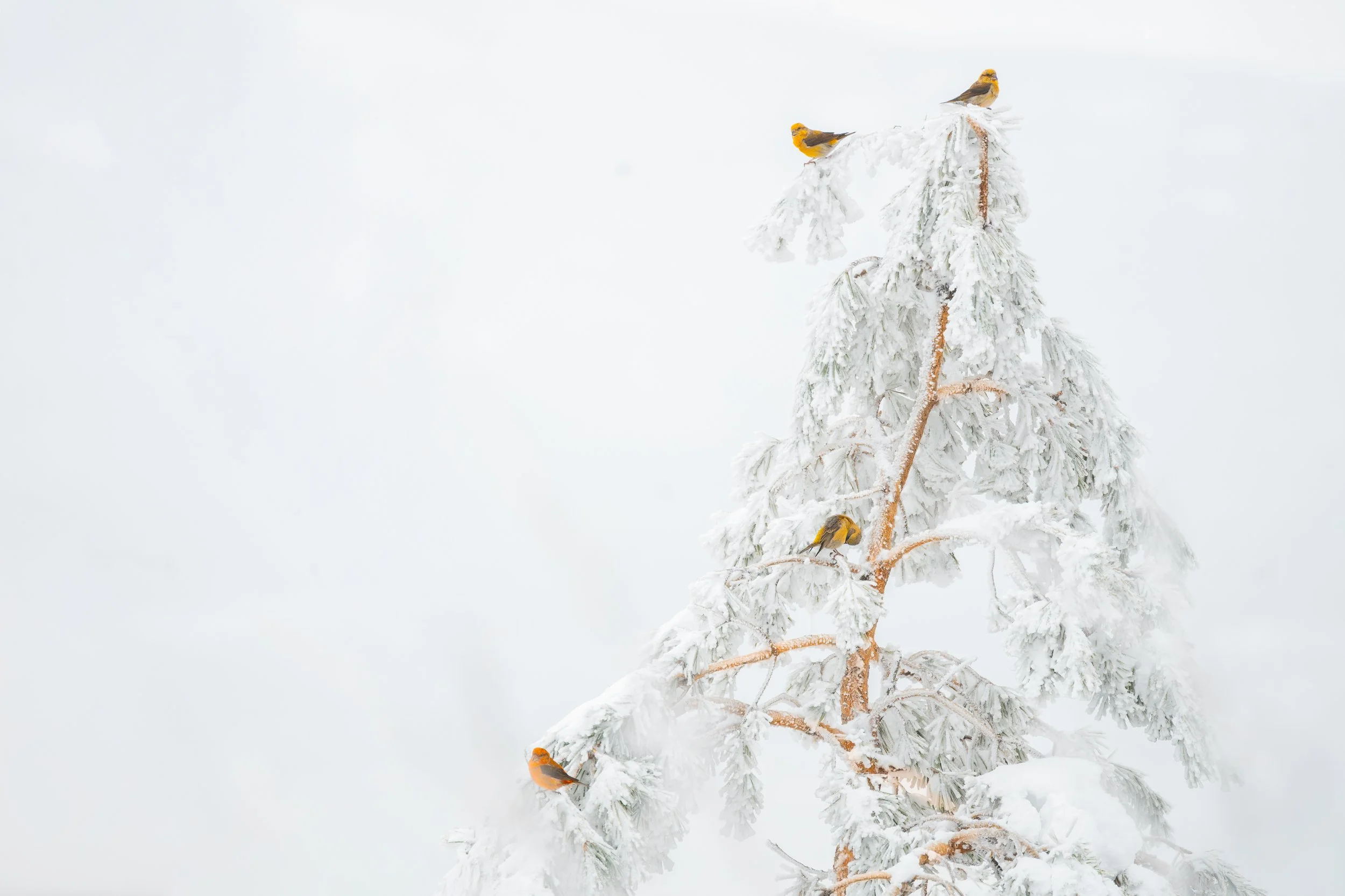 Un árbol cubierto de nieve con varios pajaritos amarillos y negros posados en sus ramas
