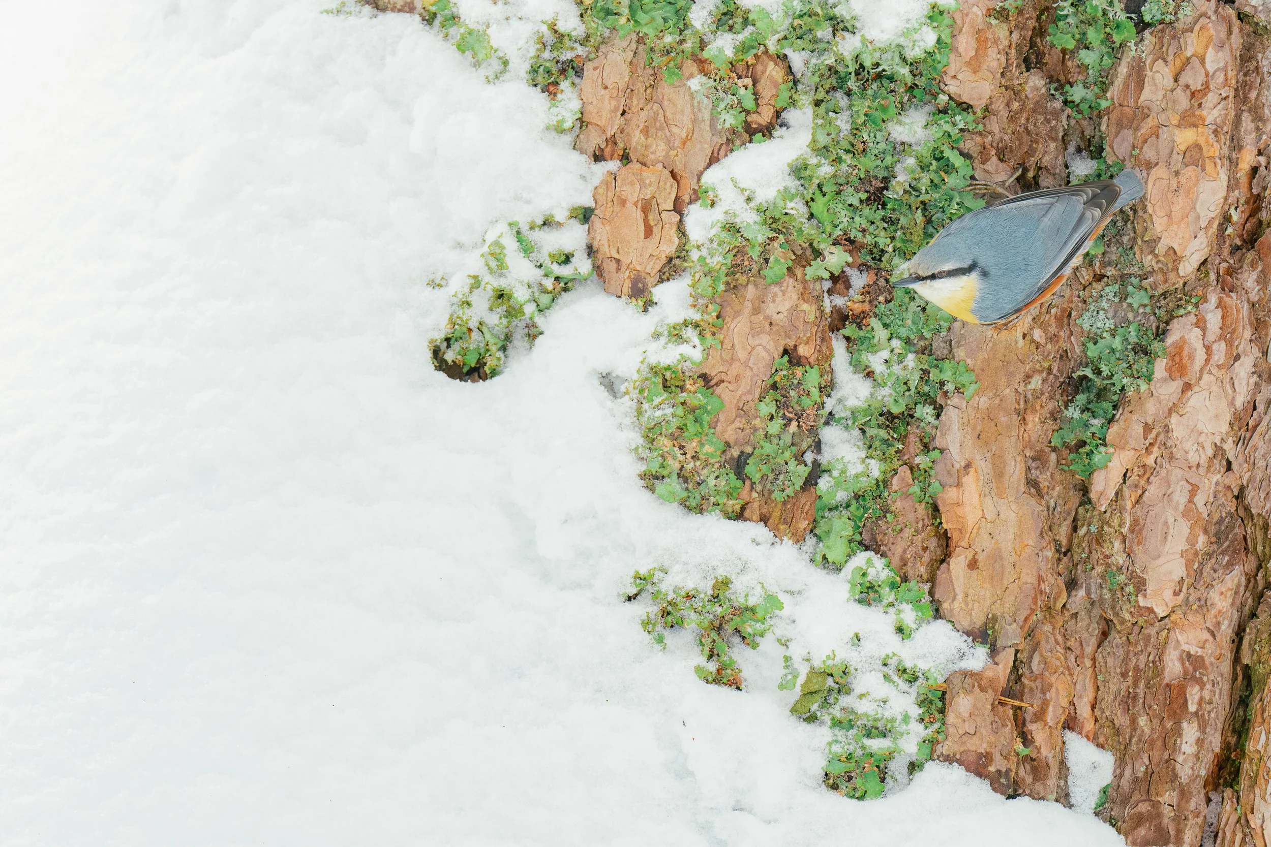 Un pájaro sobre la corteza de un árbol, rodeado de pequeñas plantas y nieve.