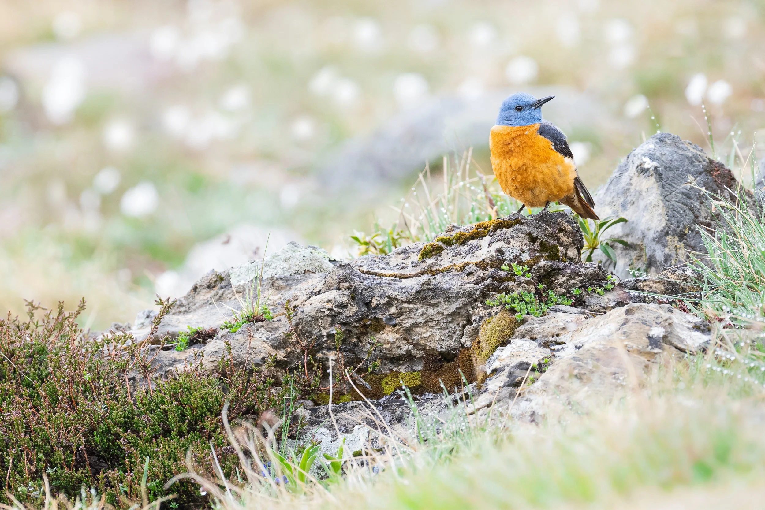 Un pájaro de colores vibrantes con cuerpo naranja, cabeza azul y alas negras posado sobre una roca en un paisaje de naturaleza.