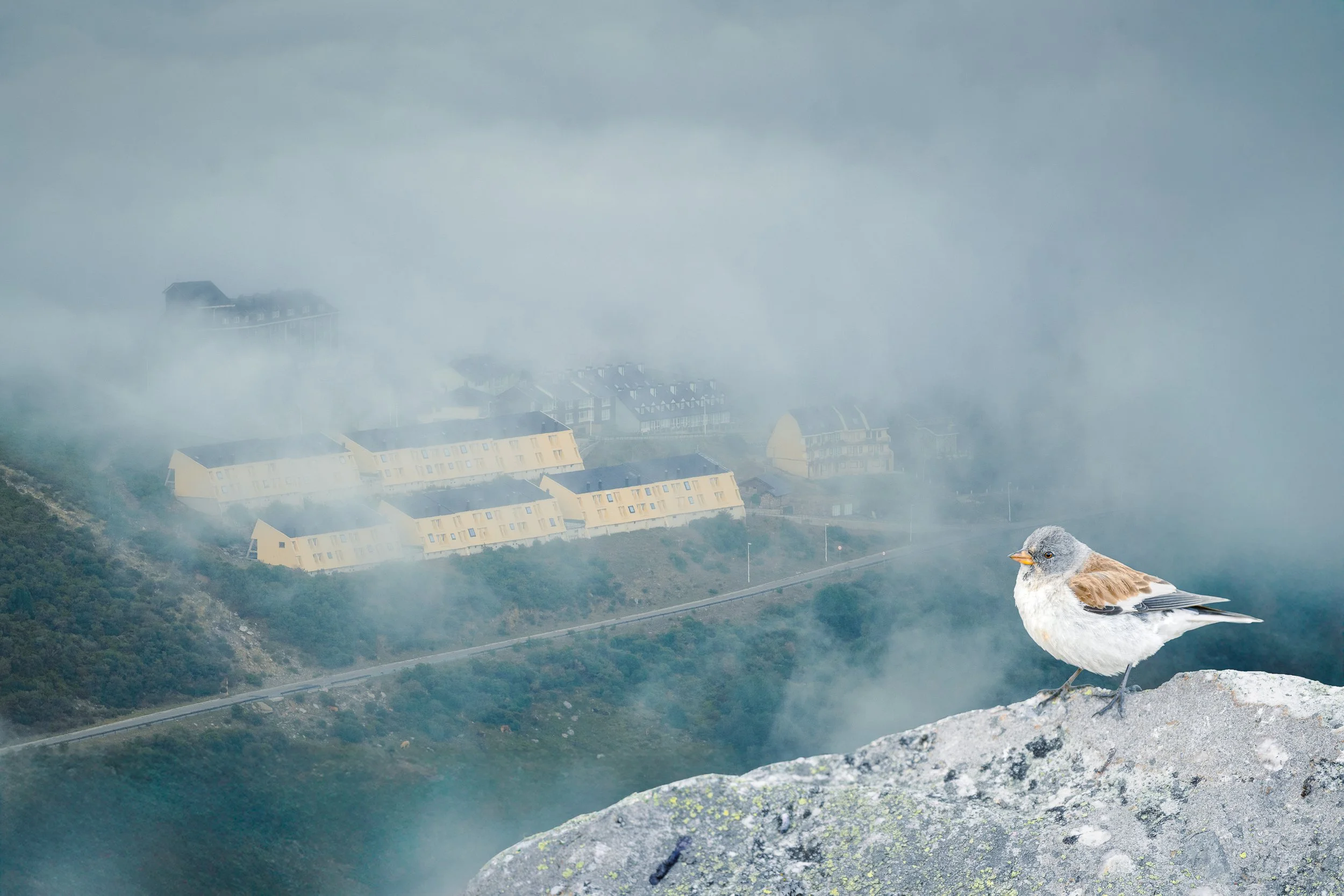 Halcón en una roca en un paisaje de montaña con neblina y un pueblo en el fondo