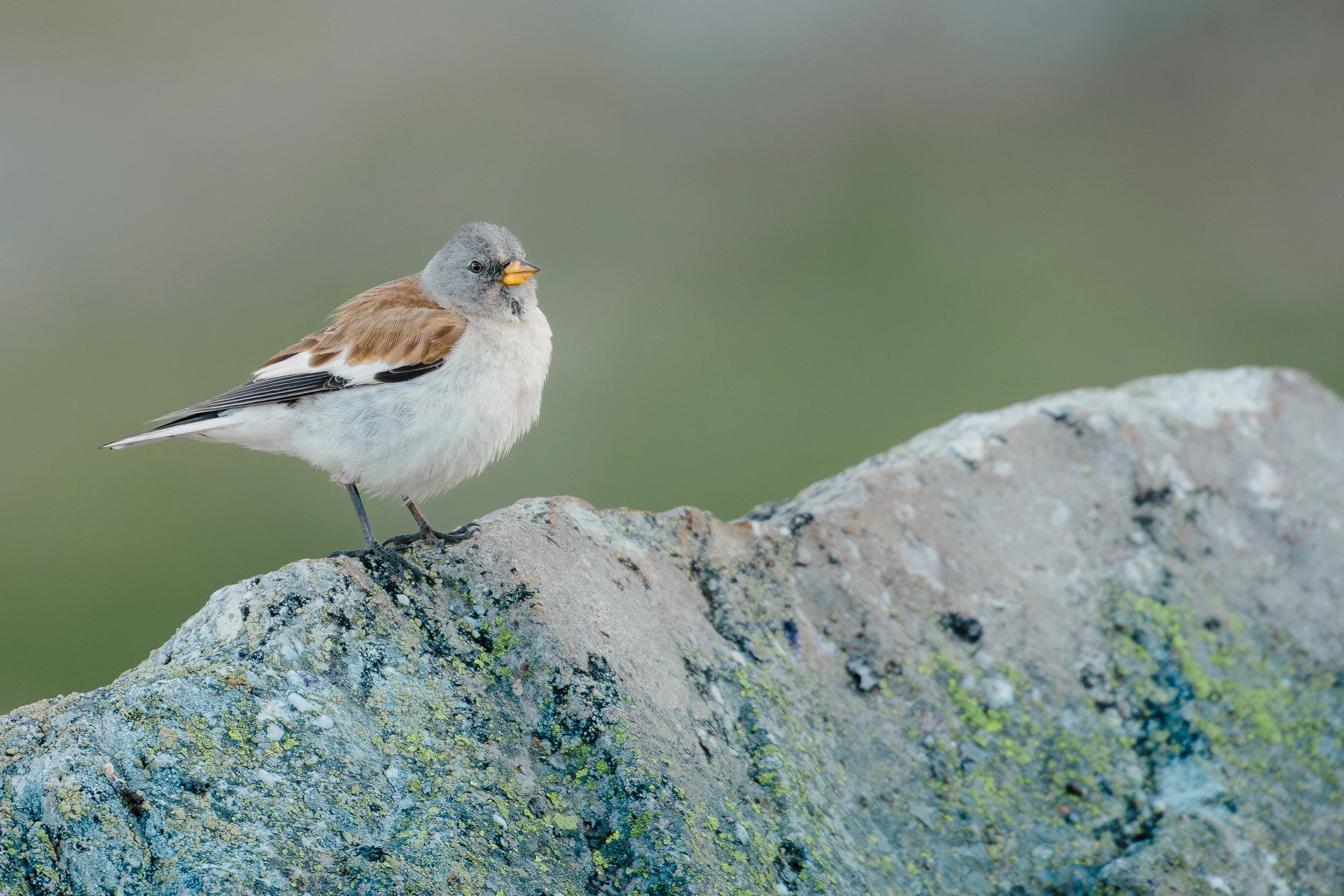 Un pajarito pequeño con plumas blancas, grises y marrones, posado en una piedra cubierta de líquenes, con fondo desenfocado de color verde