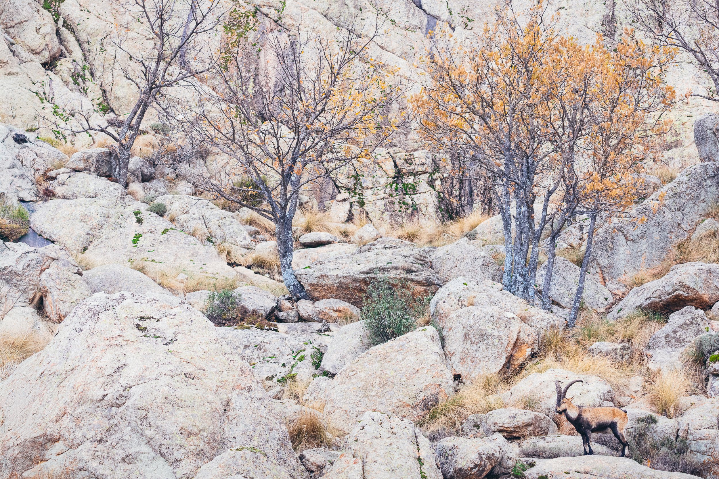 Un paisaje de rocas y árboles con hojas amarillas, con un cabra en el suelo entre las rocas.