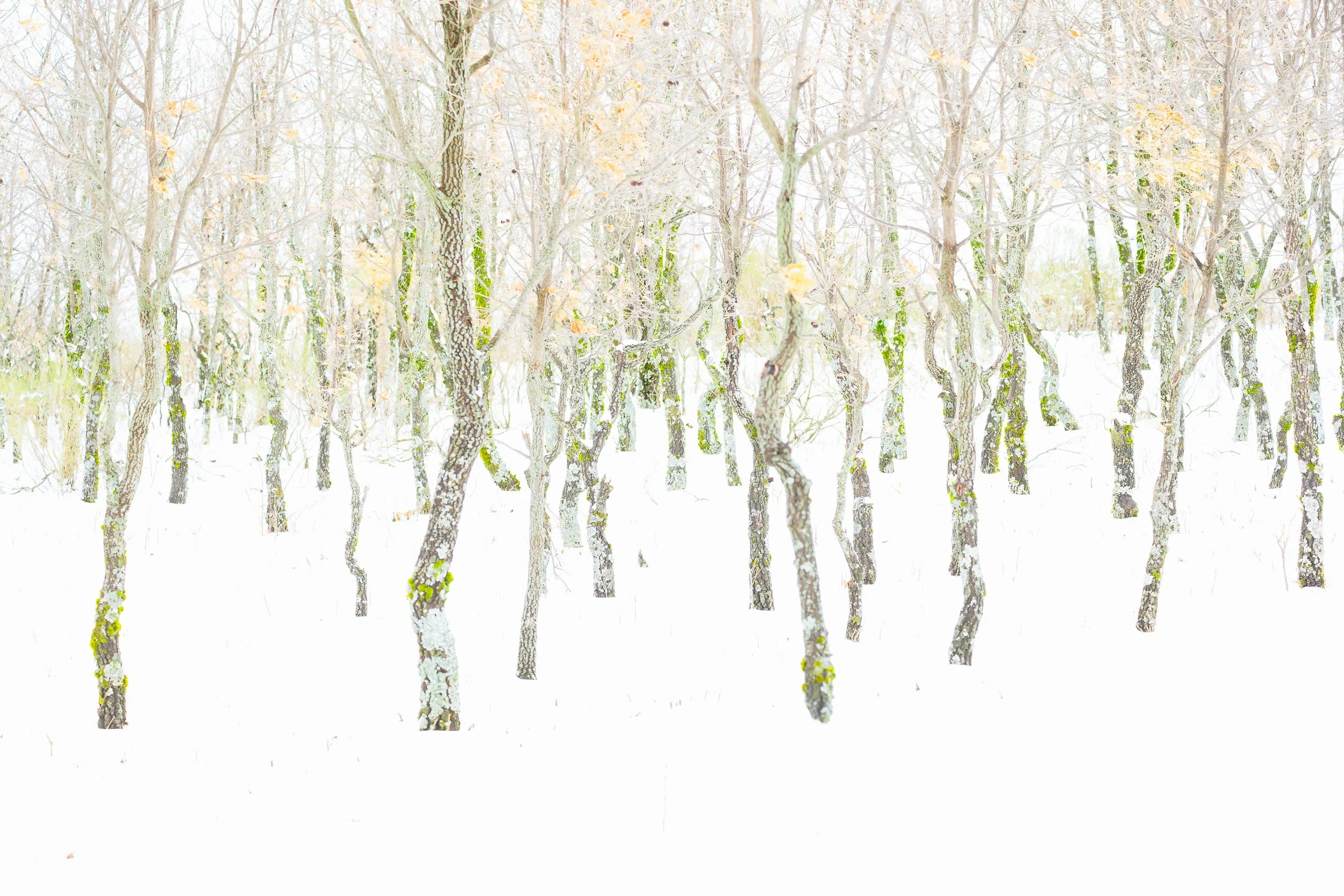 Bosque cubierto de nieve, árboles con troncos cubiertos de musgo.