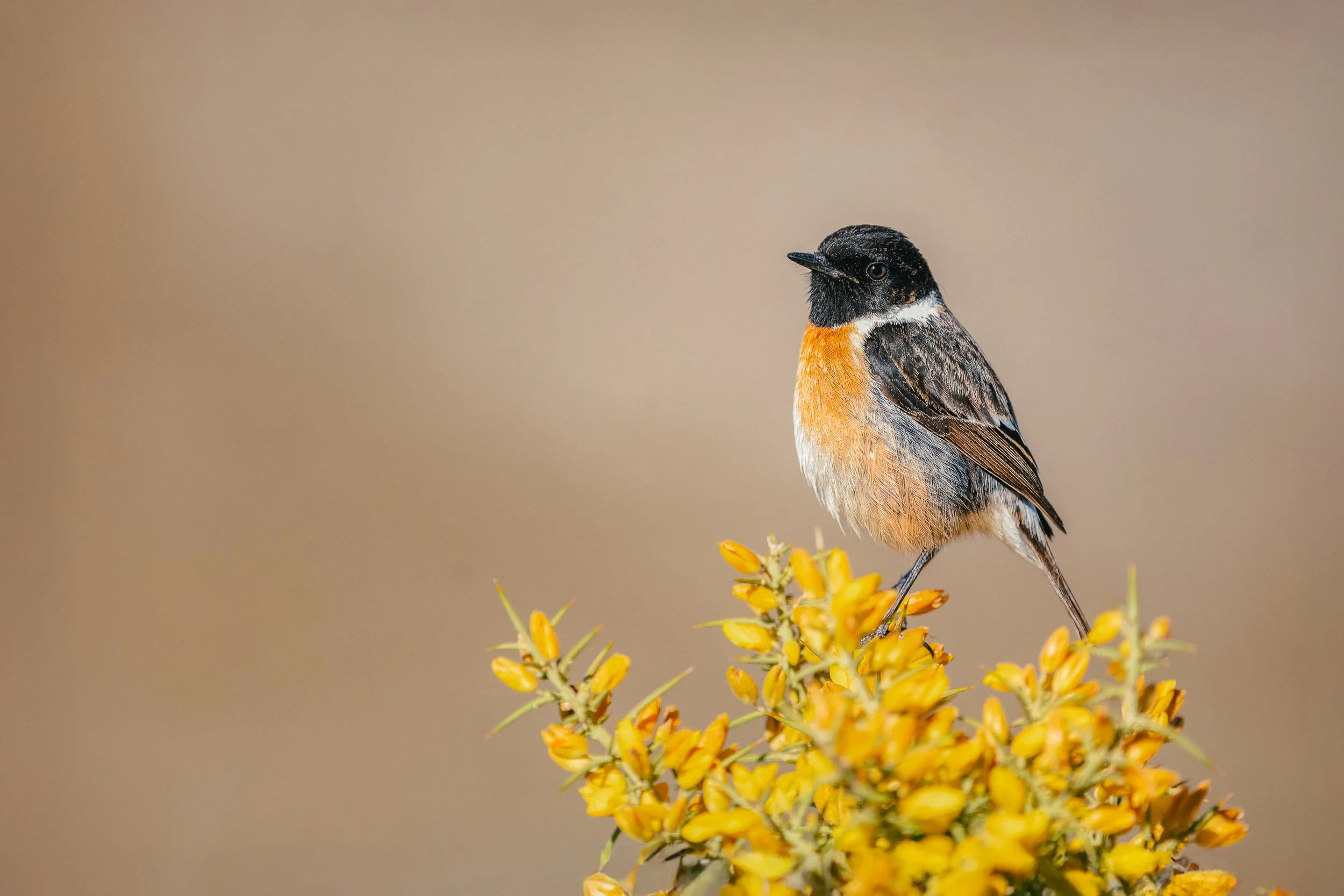 Un pequeño ave colorida posa sobre un arbusto con flores amarillas, fondo difuminado de tonos neutros.