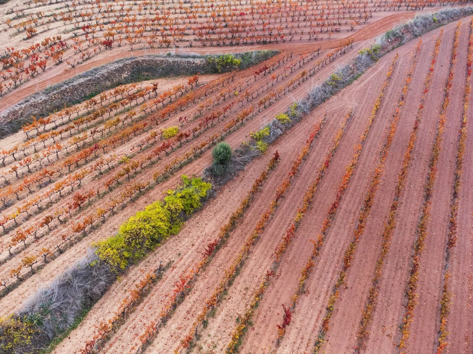 Paisaje de viñedos en otoño con filas de uvas y árboles con hojas coloridas.